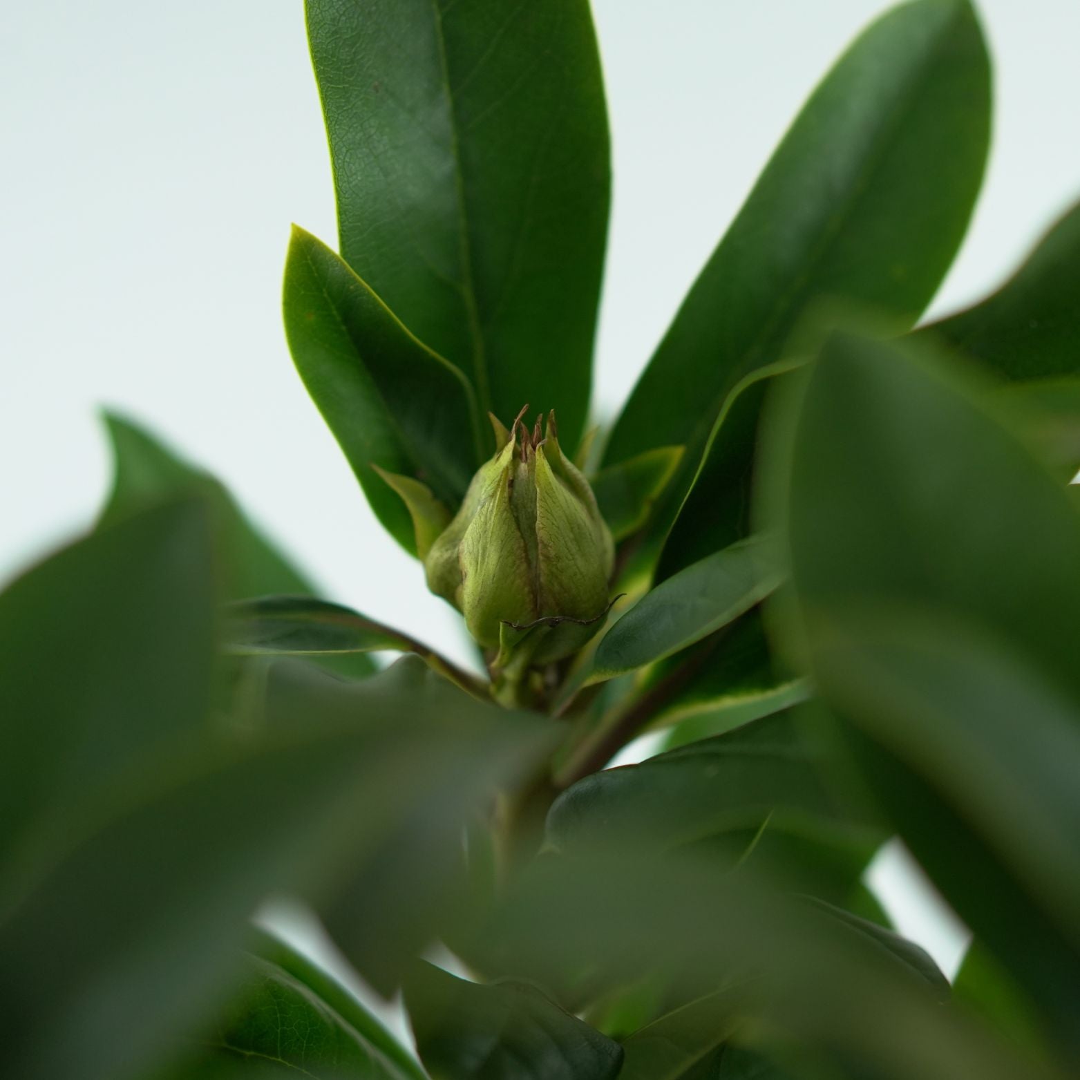 RHODODENDRON 'HAPPYdendron' Rododendron