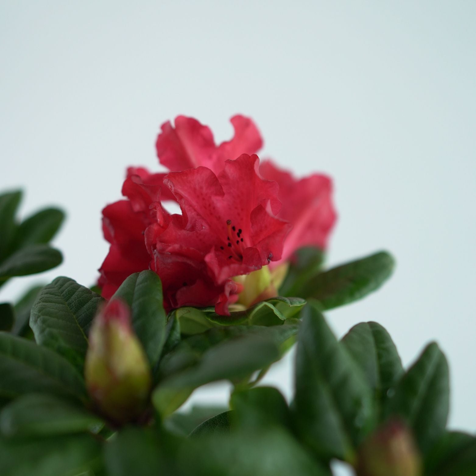 RHODODENDRON REPENS 'SCARLET WONDER' Różanecznik rozesłany