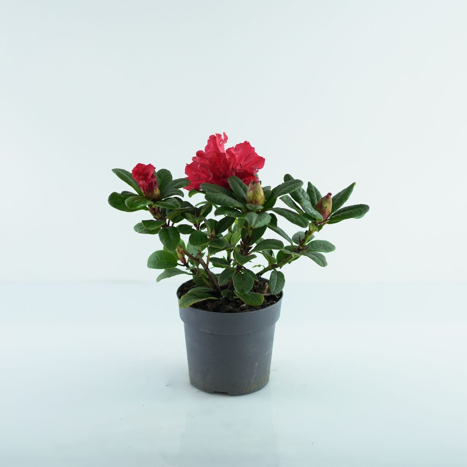 RHODODENDRON REPENS 'SCARLET WONDER' Różanecznik rozesłany