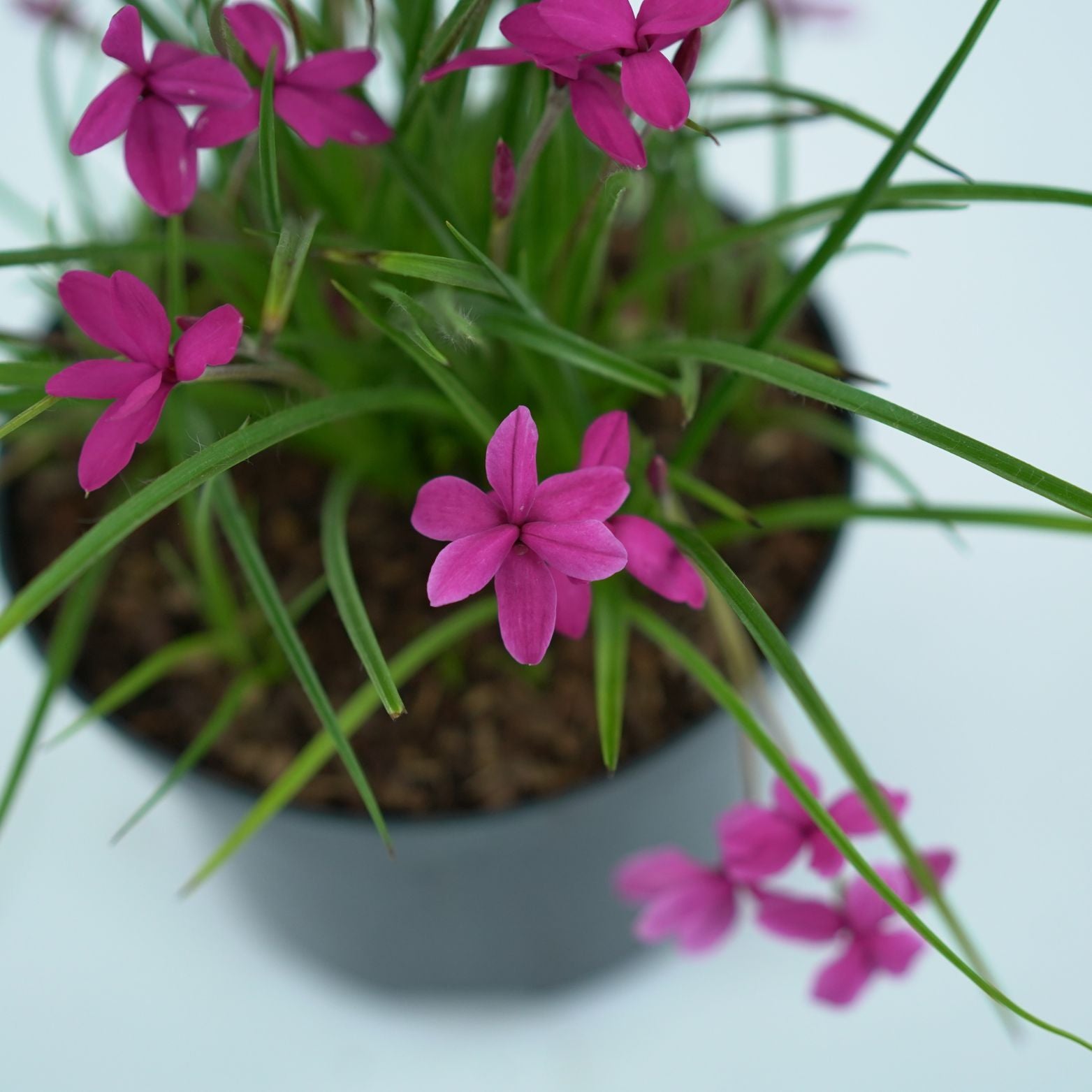 RHODOHYPOXIS