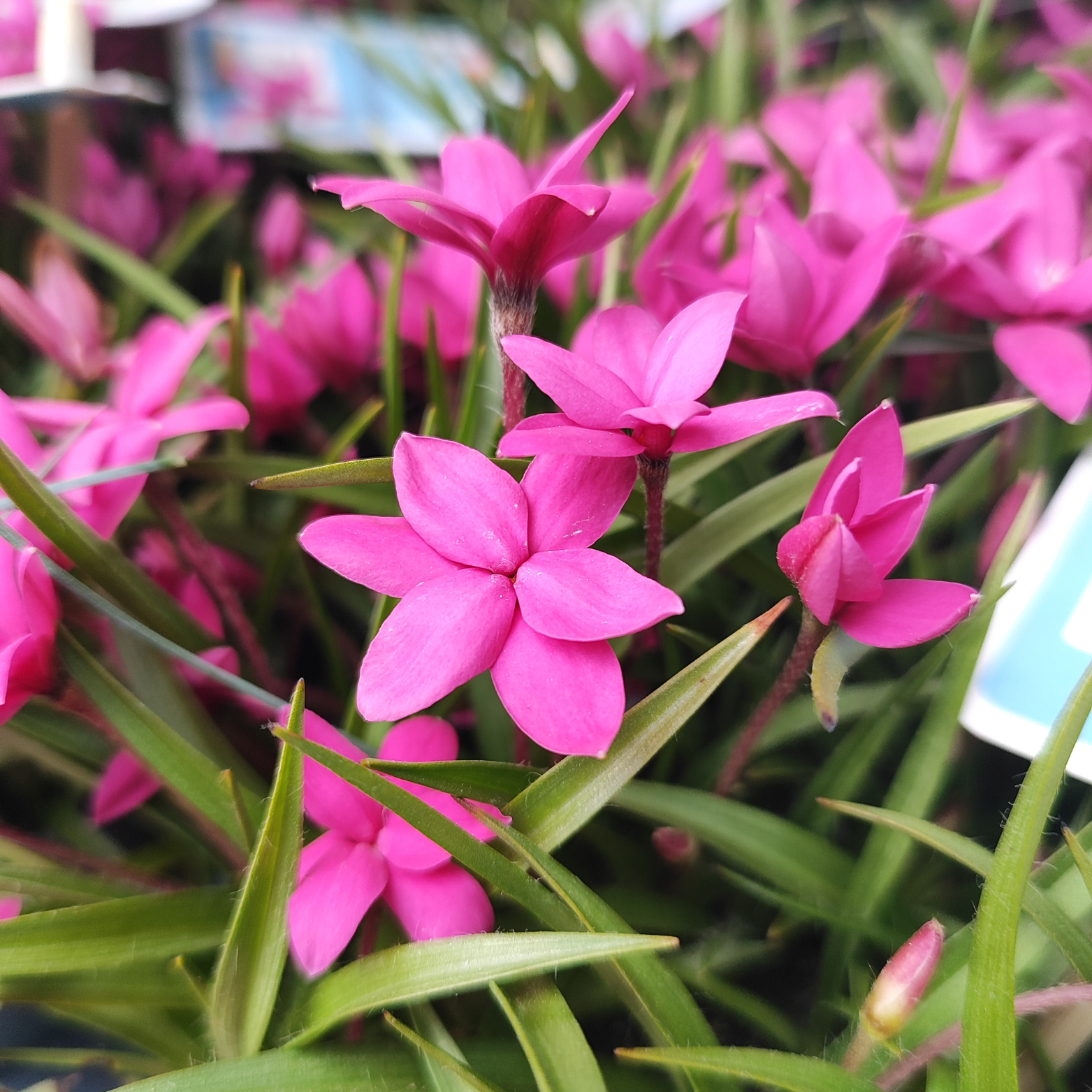 RHODOHYPOXIS