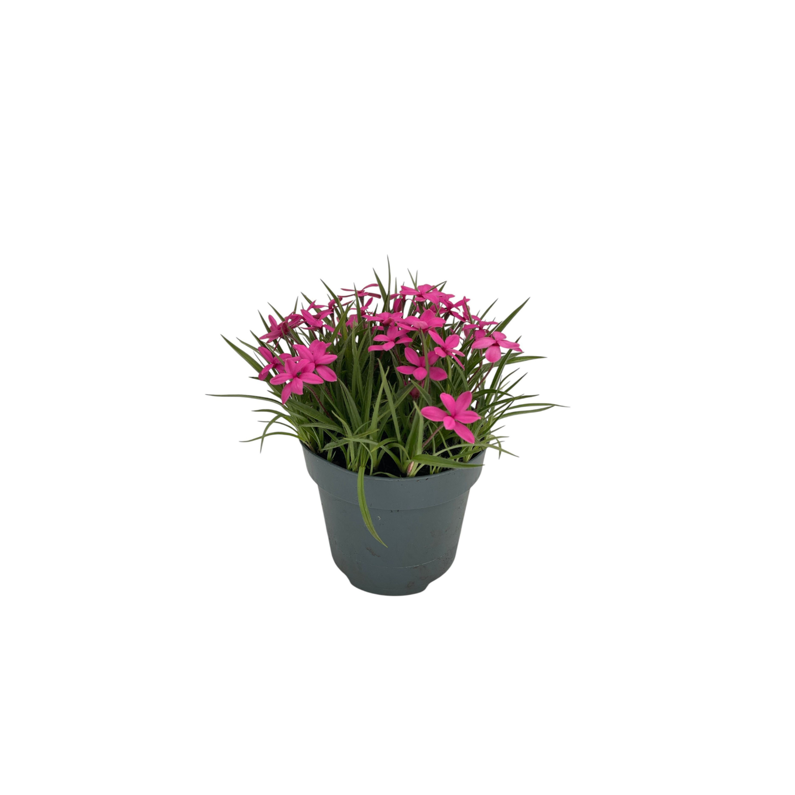 RHODOHYPOXIS