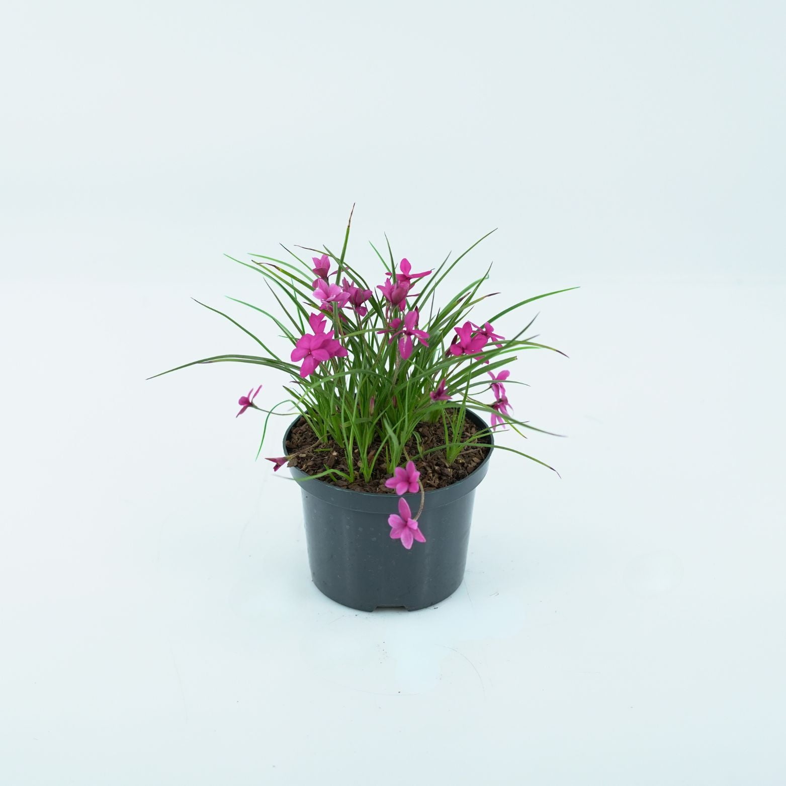 RHODOHYPOXIS