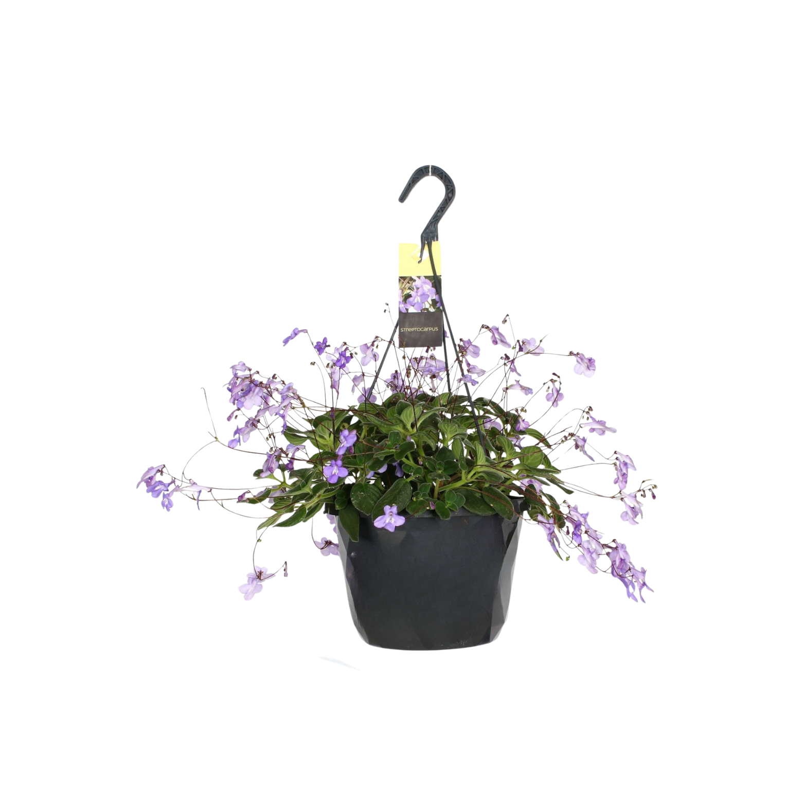 STREPTOCARPUS SAXORUM Skrętnik