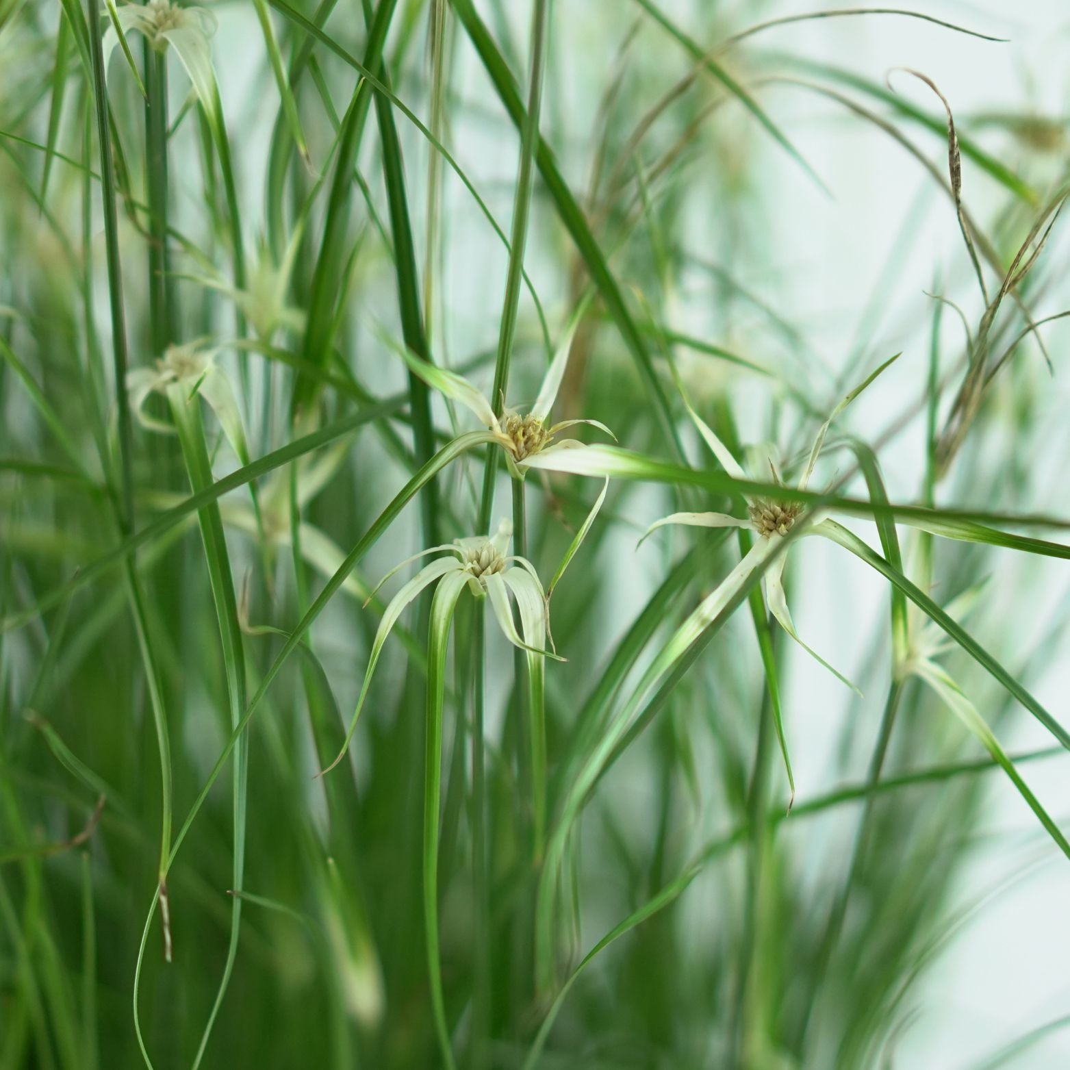 RHYNCHOSPORA COLORATA Tancerka gwiazdowa