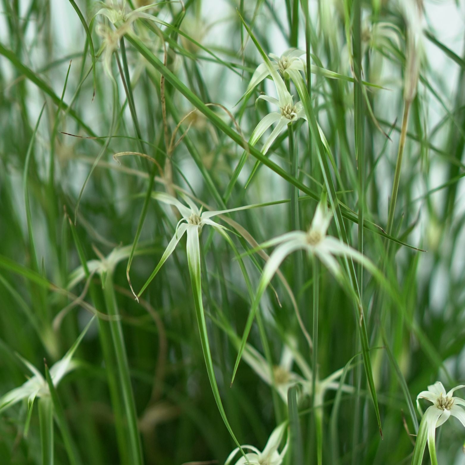 RHYNCHOSPORA COLORATA Tancerka gwiazdowa