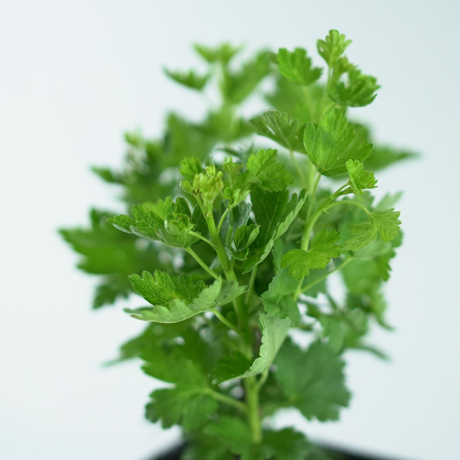 RIBES UVA-CRISPA 'Rodnik' Agrest bezkolcowy
