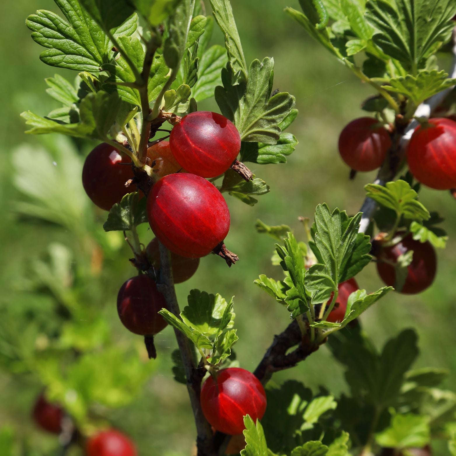 RIBES UVA-CRISPA 'Rodnik' Agrest bezkolcowy