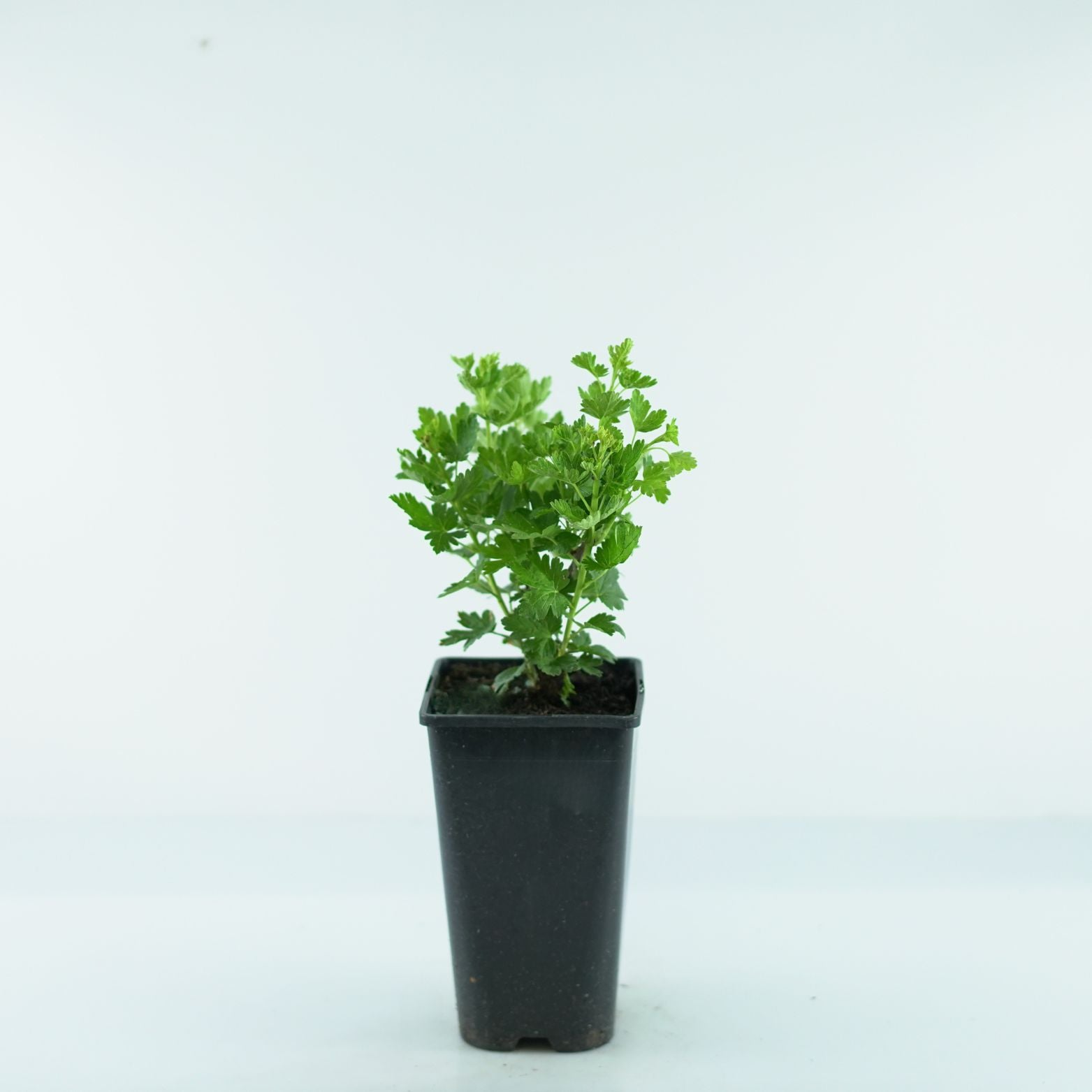 RIBES UVA-CRISPA 'Rodnik' Agrest bezkolcowy
