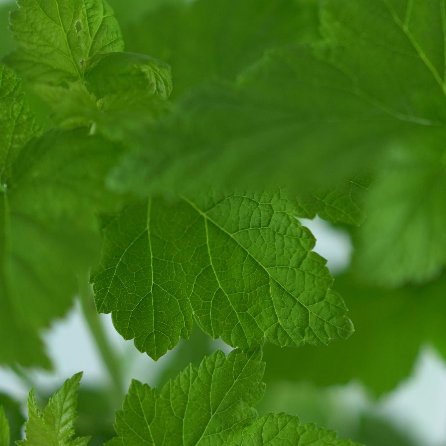 RIBES NIGRUM 'Titania' Czarna porzeczka
