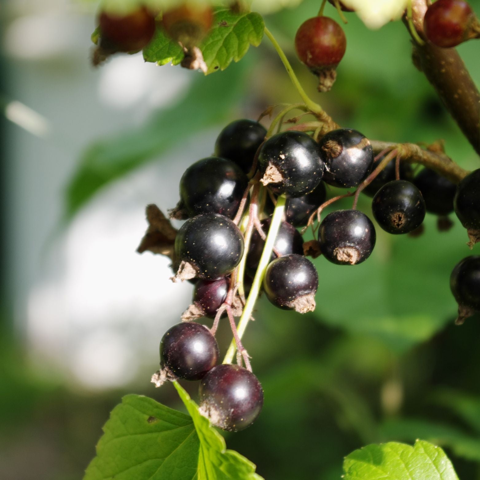RIBES NIGRUM 'Titania' Czarna porzeczka