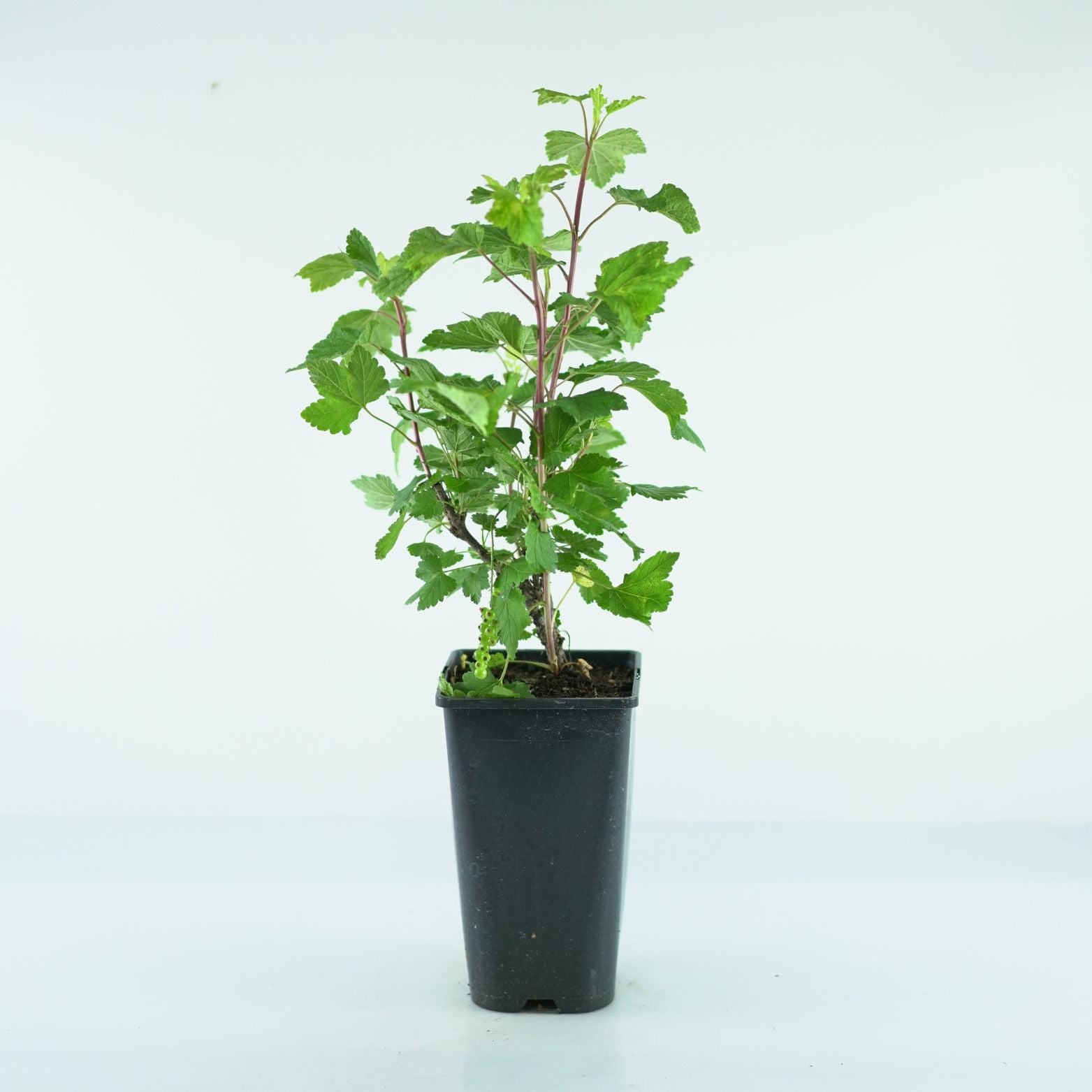 RIBES NIVEUM 'Blanca' Porzeczka biała