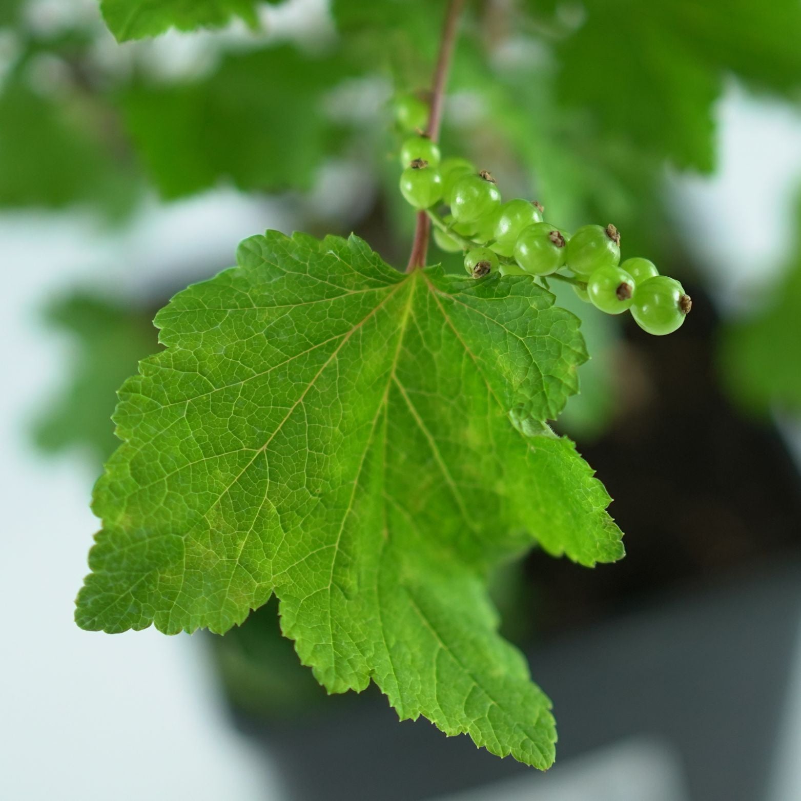 RIBES NIVEUM 'Blanca' Porzeczka biała