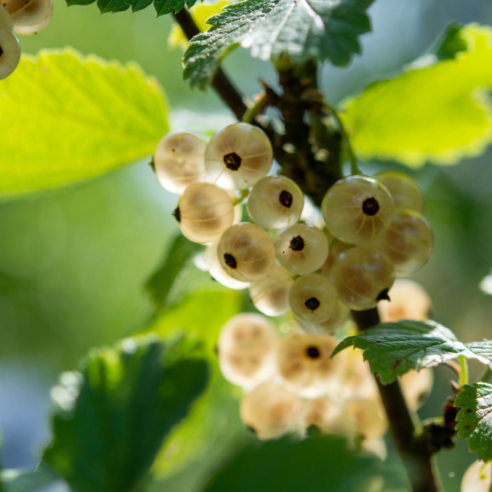 RIBES NIVEUM 'Blanca' Porzeczka biała