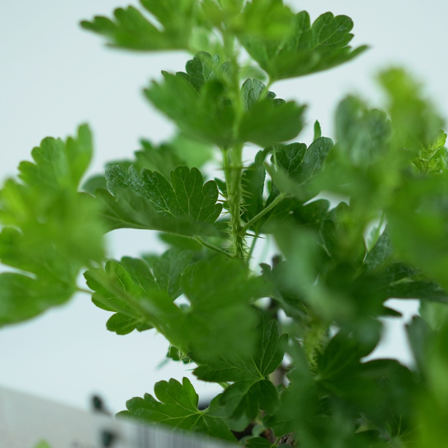 RIBES UVA-CRISPA 'Mucurines' Agrest