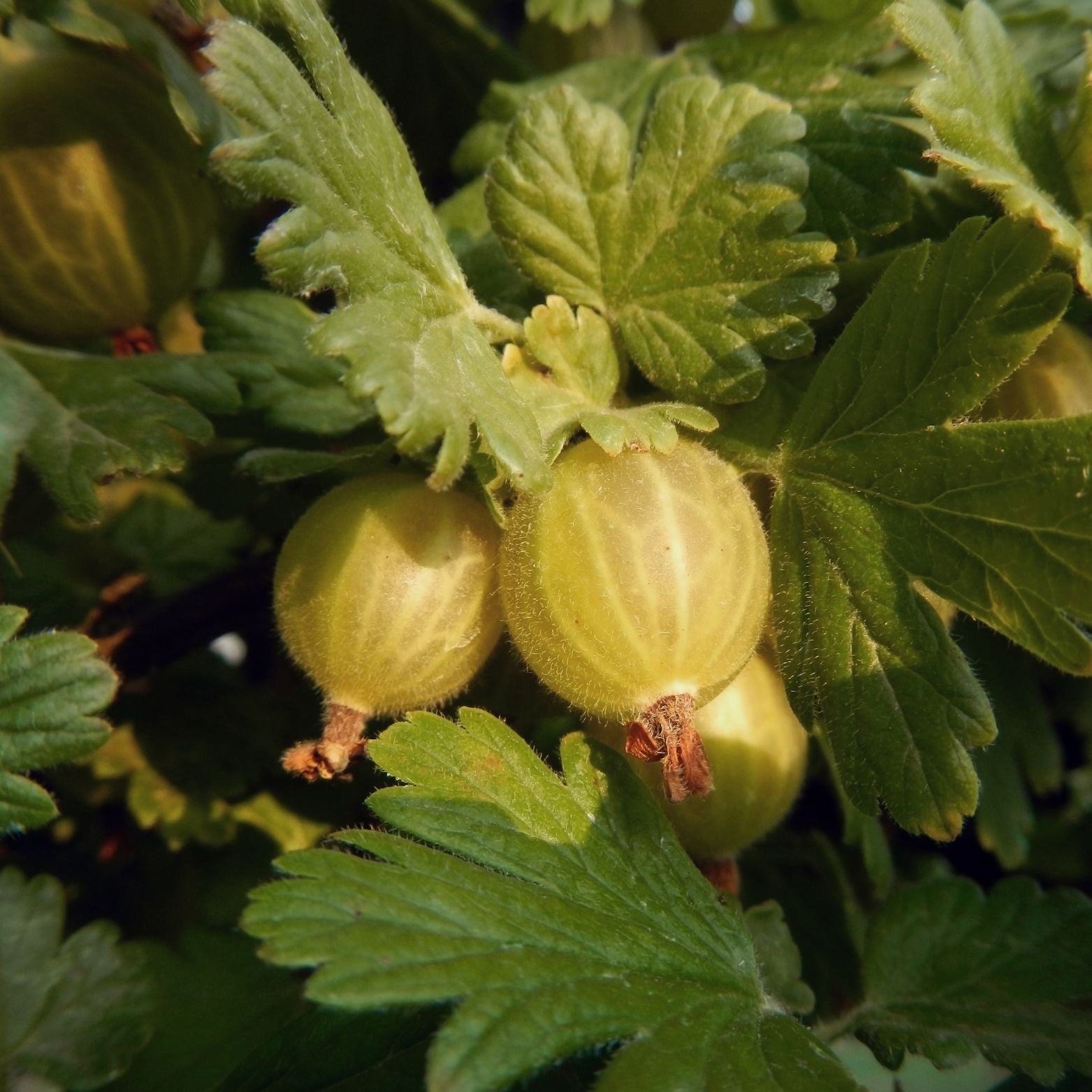 RIBES UVA-CRISPA 'Mucurines' Agrest