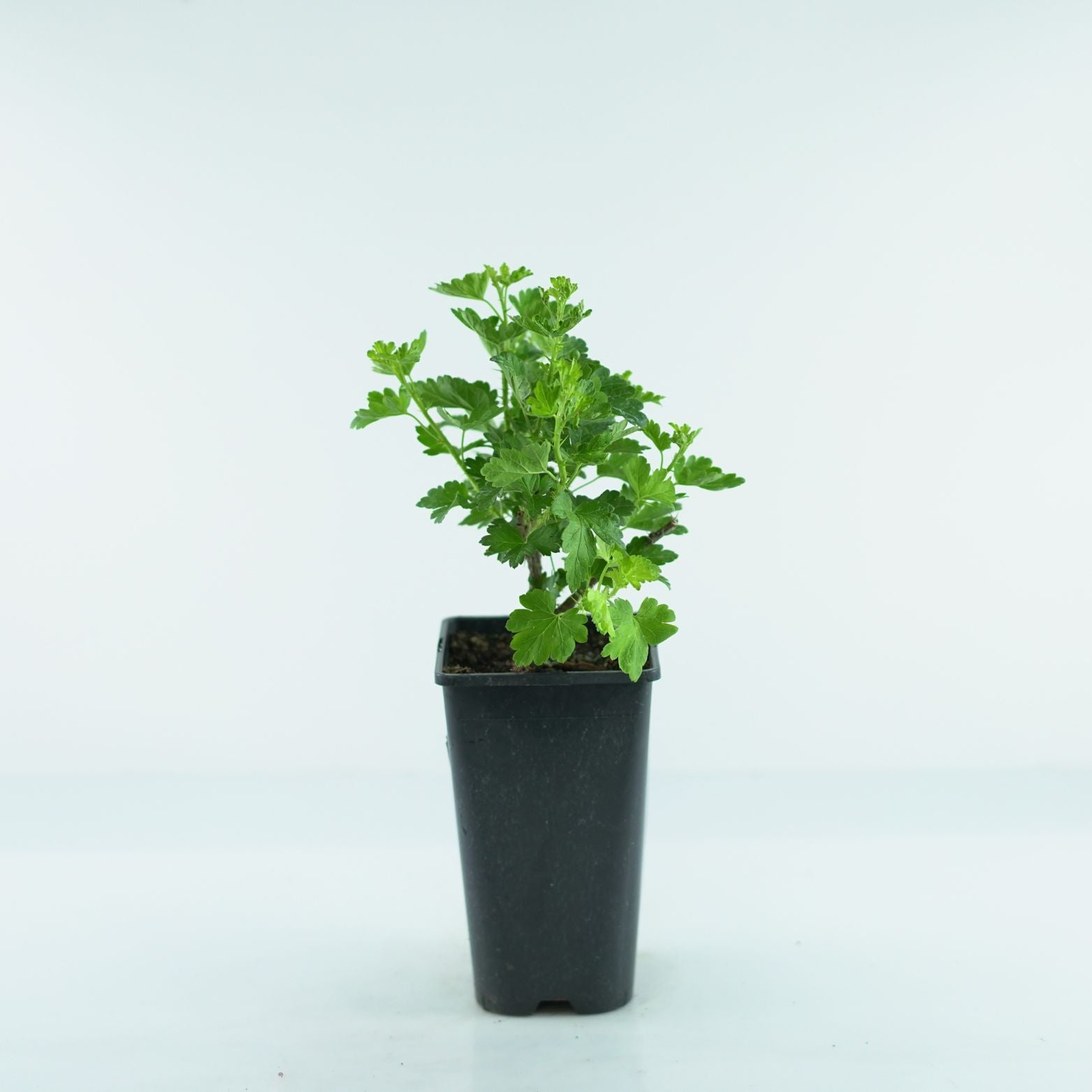 RIBES UVA-CRISPA 'Mucurines' Agrest