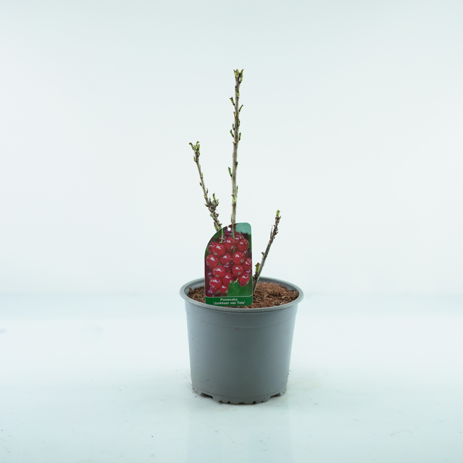RIBES RUBRUM 'JONKER VAN TETS' Porzeczka czerwona