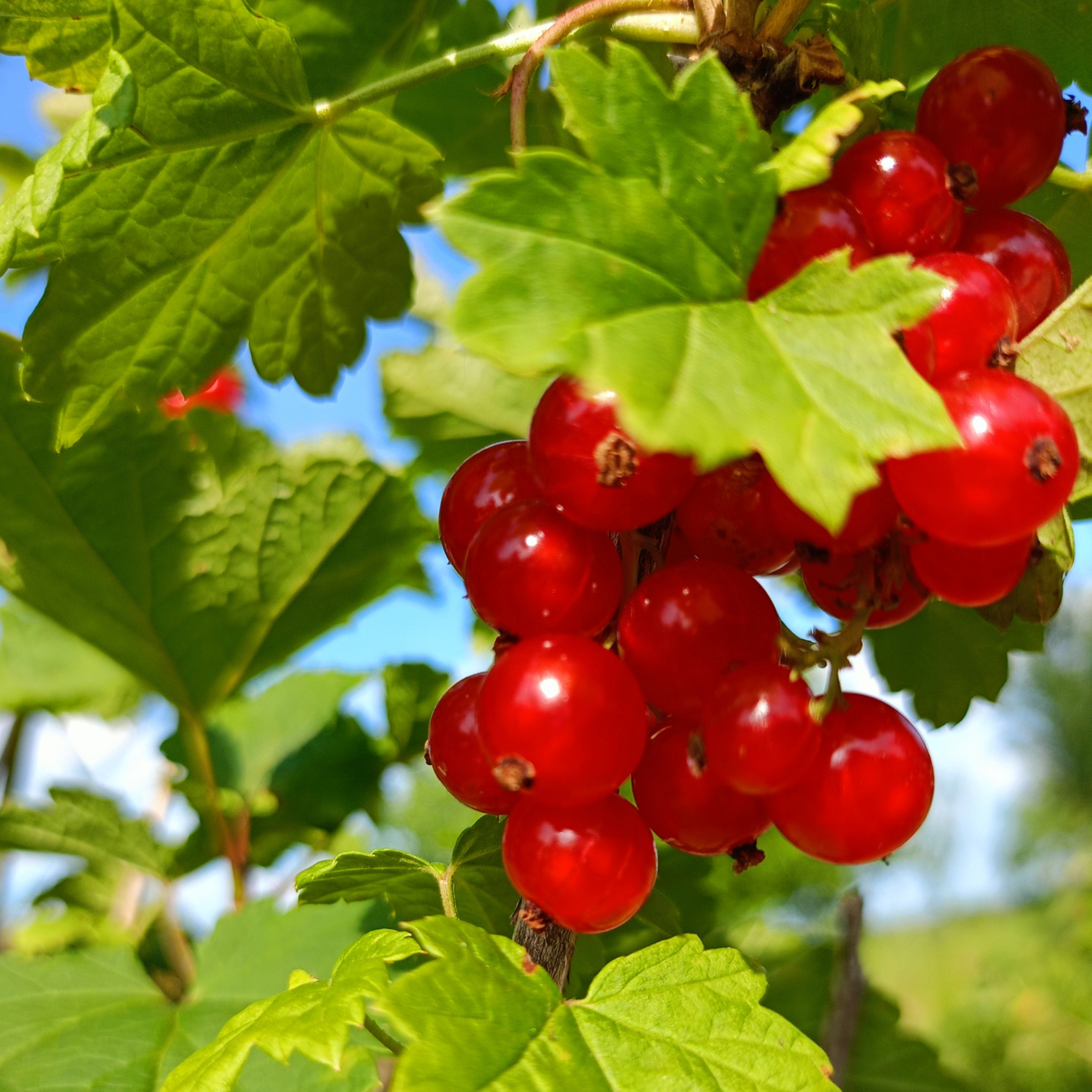 RIBES RUBRUM 'JONKER VAN TETS' Porzeczka czerwona