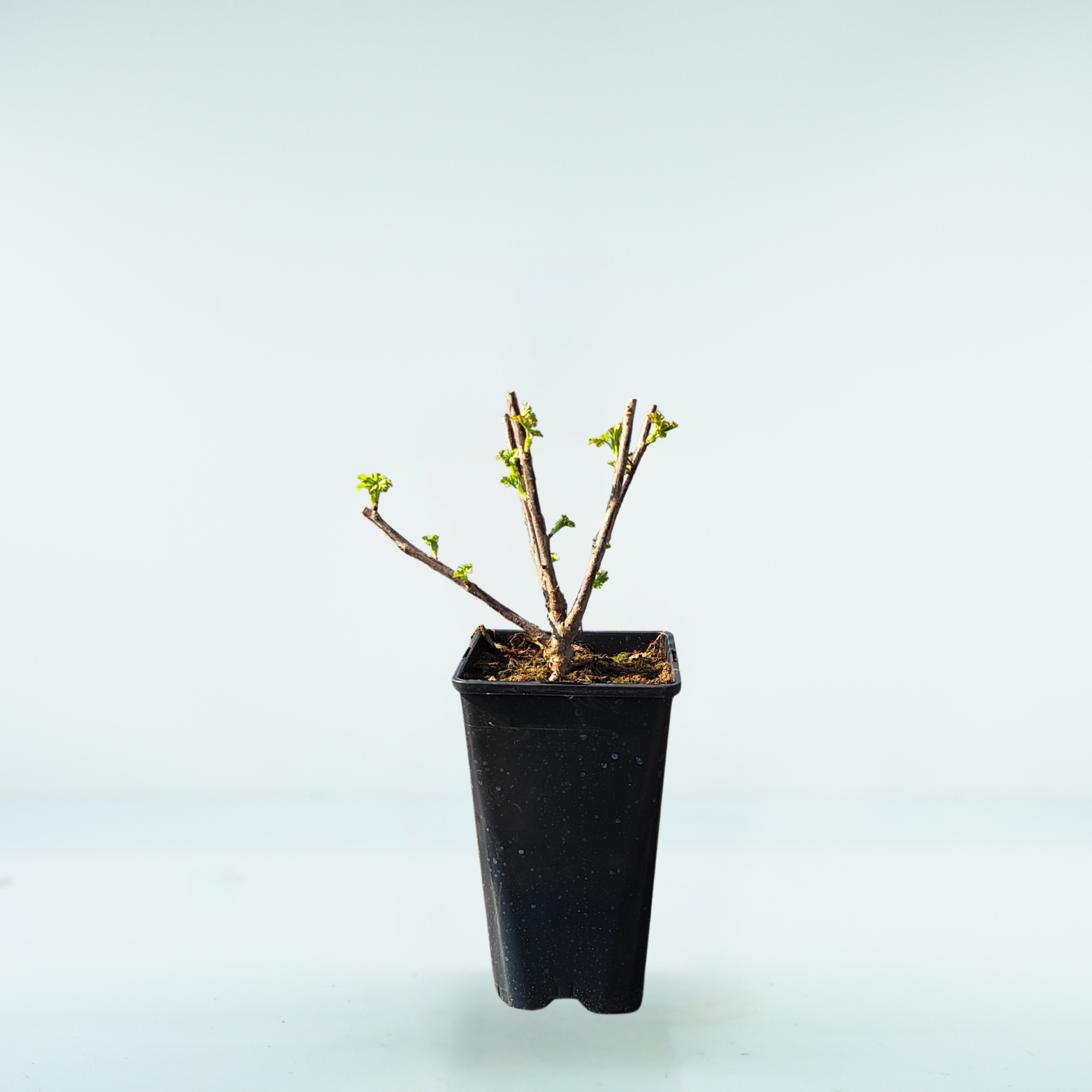 RIBES RUBRUM 'JONKER VAN TETS' Porzeczka czerwona