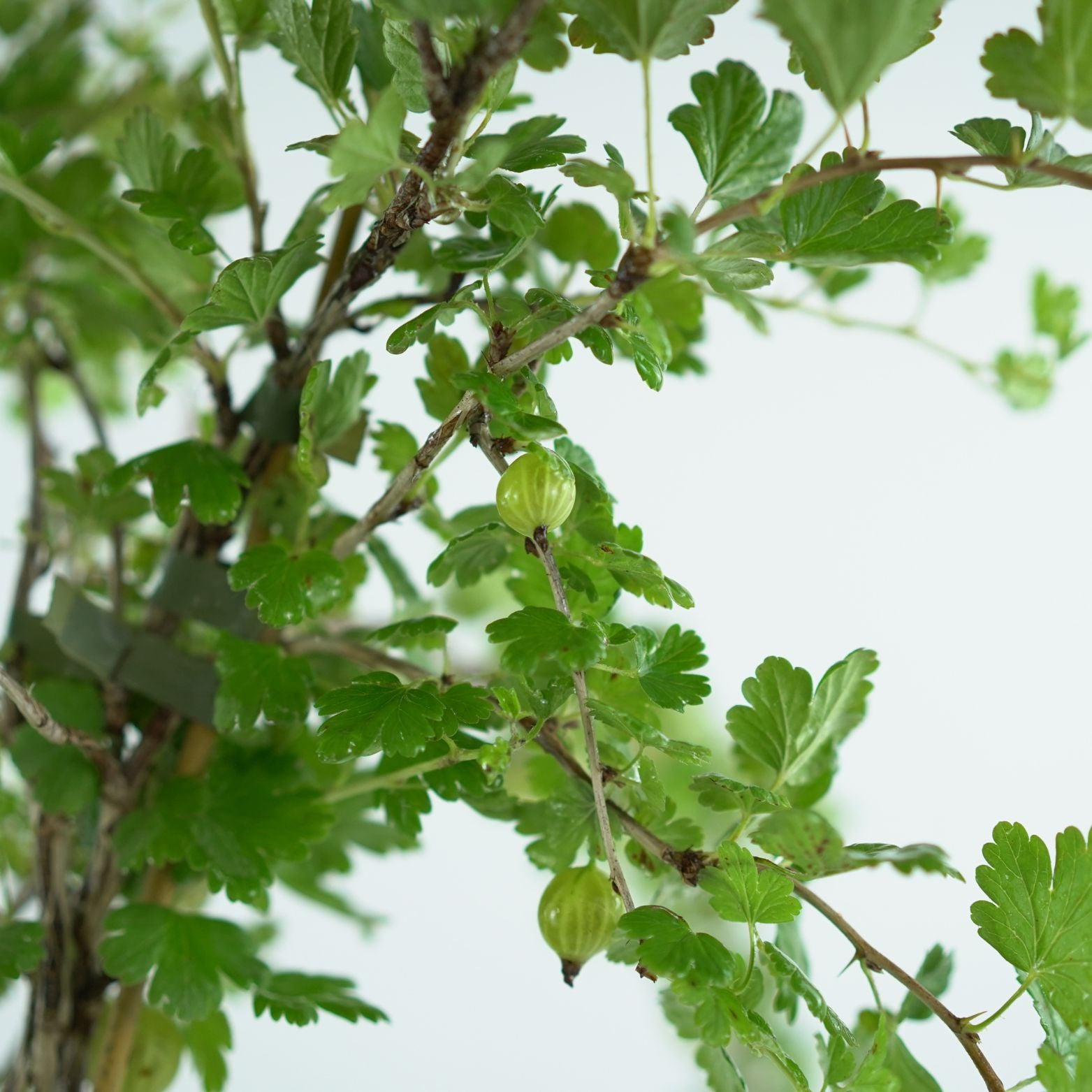 RIBES UVA-CRISPA 'HINNONMAKI GUL' Agrest zielony