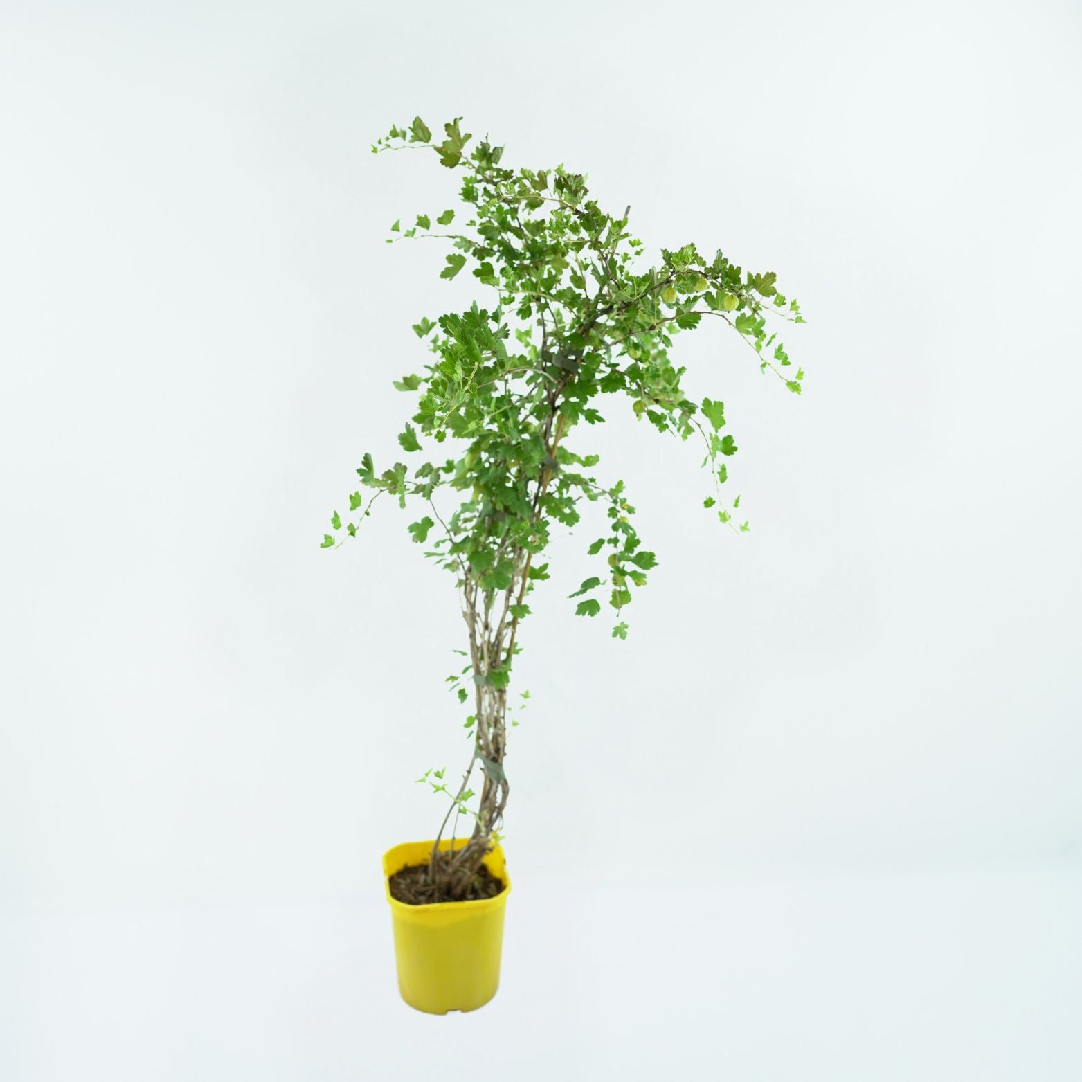 RIBES UVA-CRISPA 'HINNONMAKI GUL' Agrest zielony