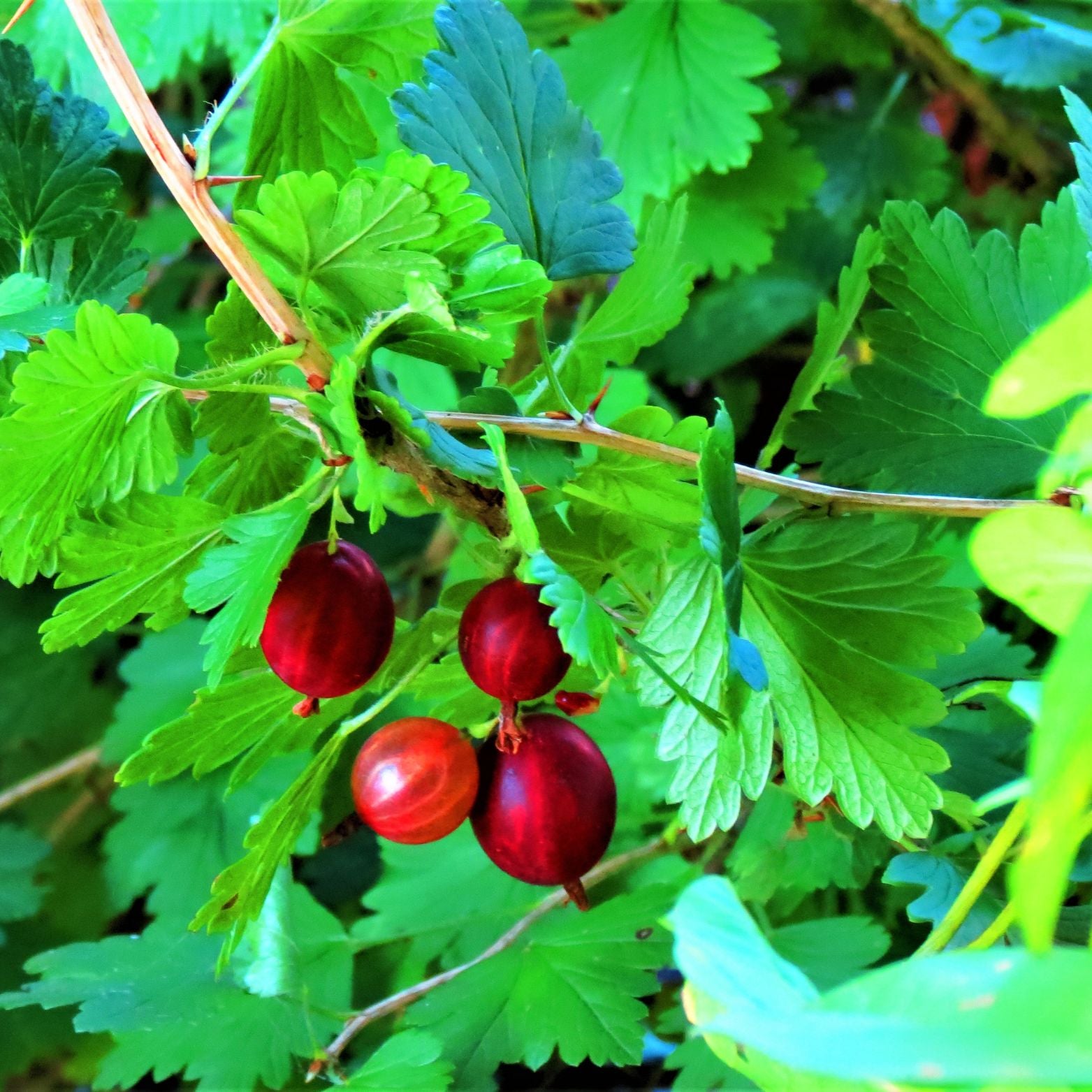RIBES UVA-CRISPA 'Hinnonmaki Rot' Agrest
