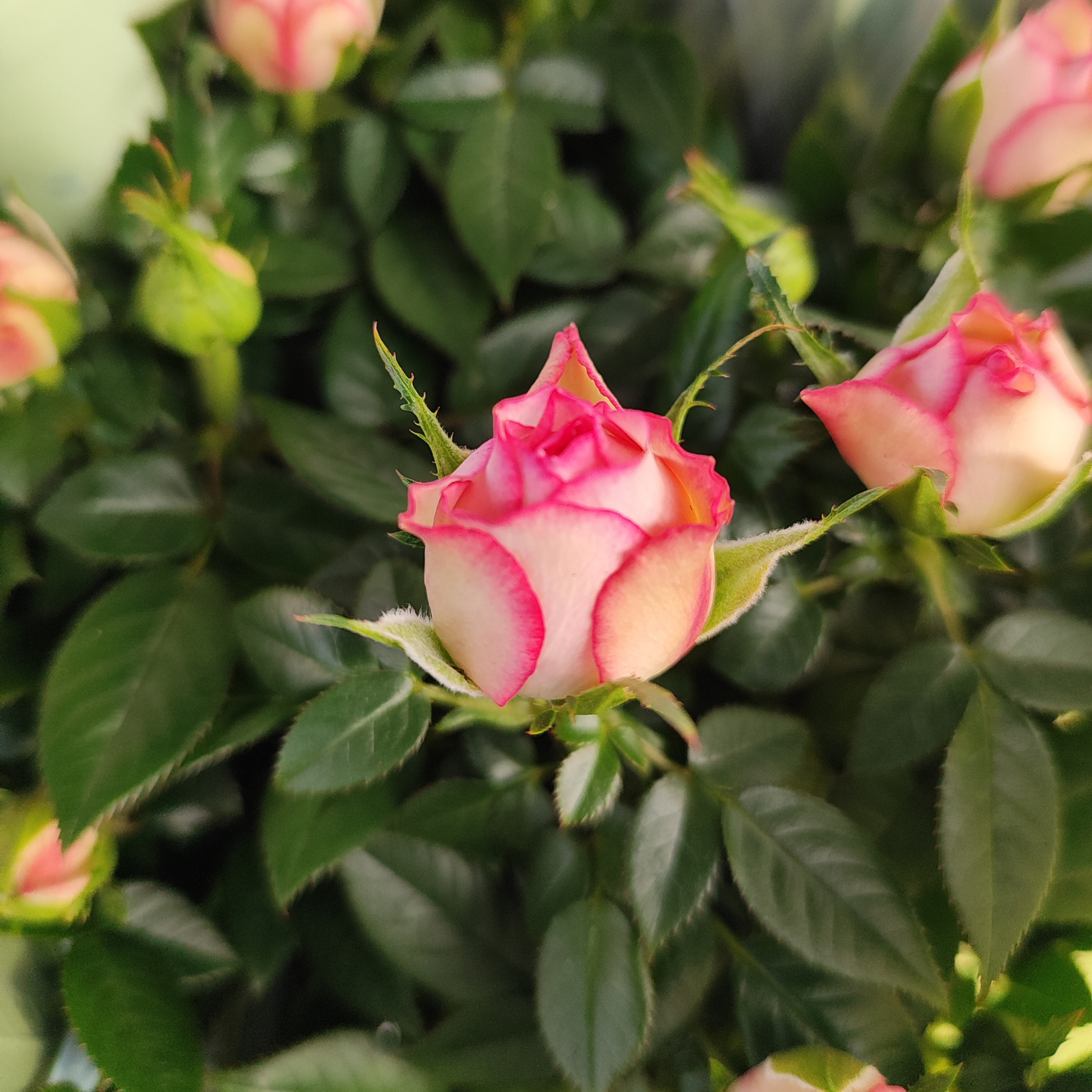 ROSA KORDANA Róża miniaturowa