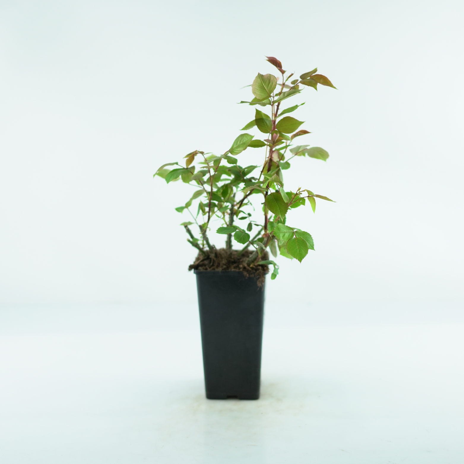 ROSA 'BELL ANGE' Róża wielkokwiatowa