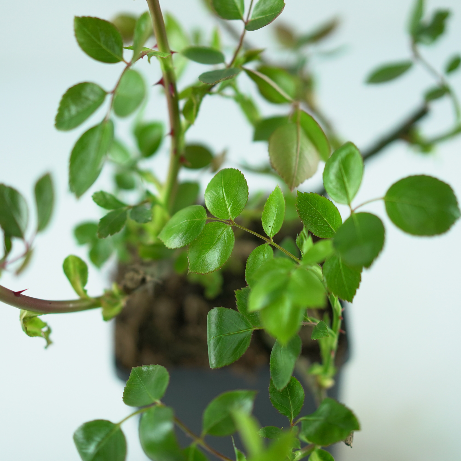 ROSA 'BELL ANGE' Róża wielkokwiatowa