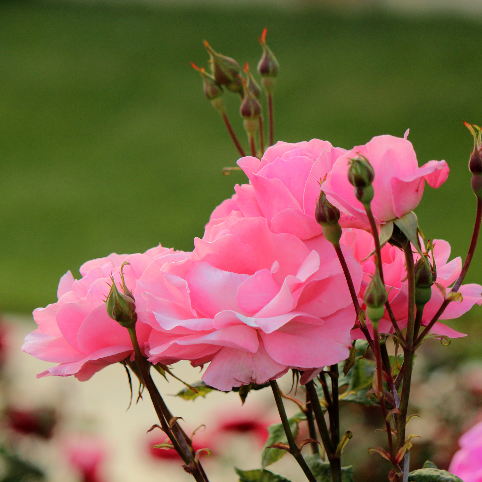 ROSA 'BELL ANGE' Róża wielkokwiatowa