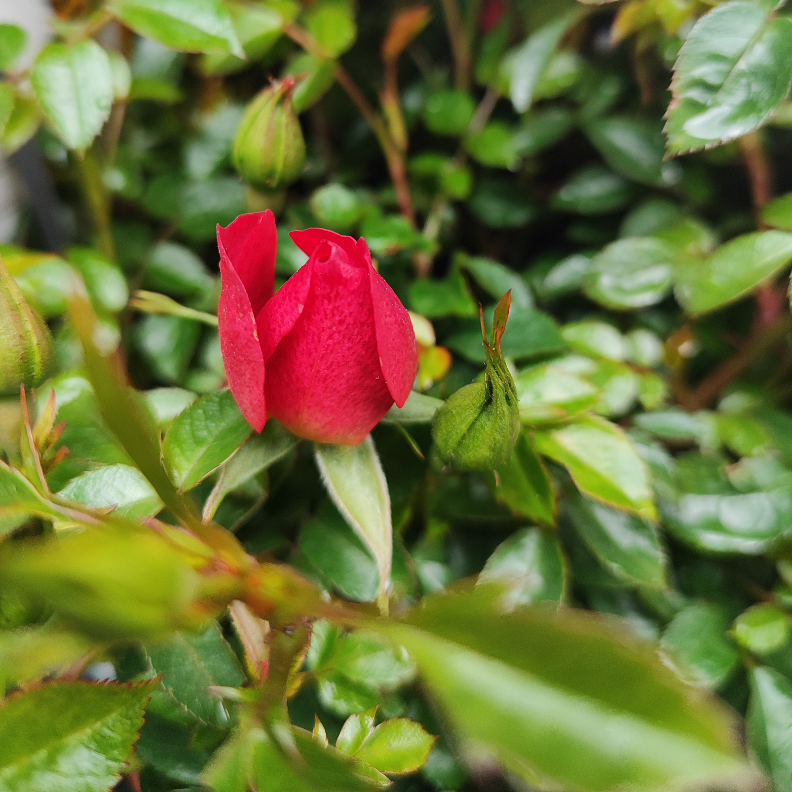 ROSA BIJENWEELDE, biała, czerwona i różowa