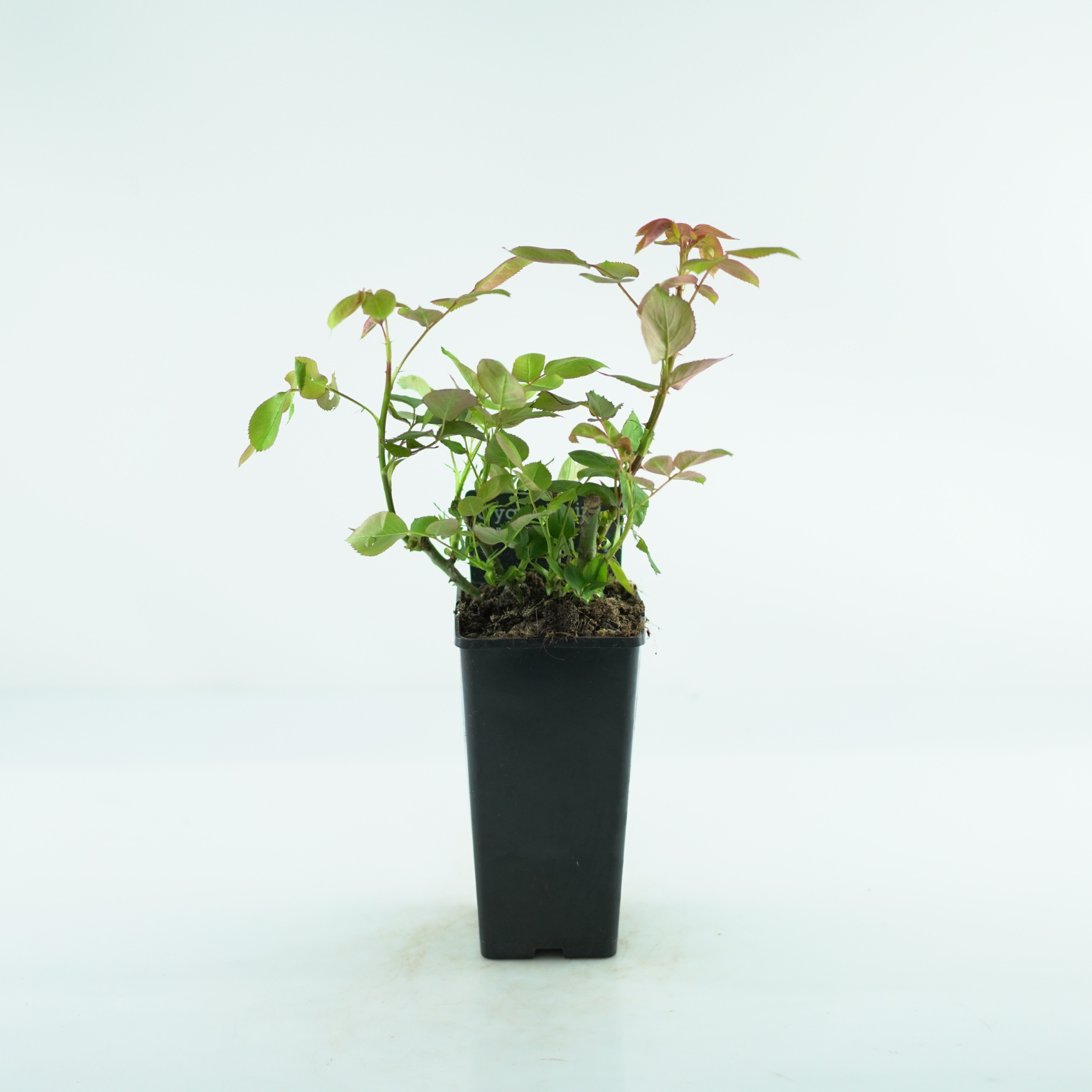 ROSA 'CYGNE NOIR' Róża wielkokwiatowa