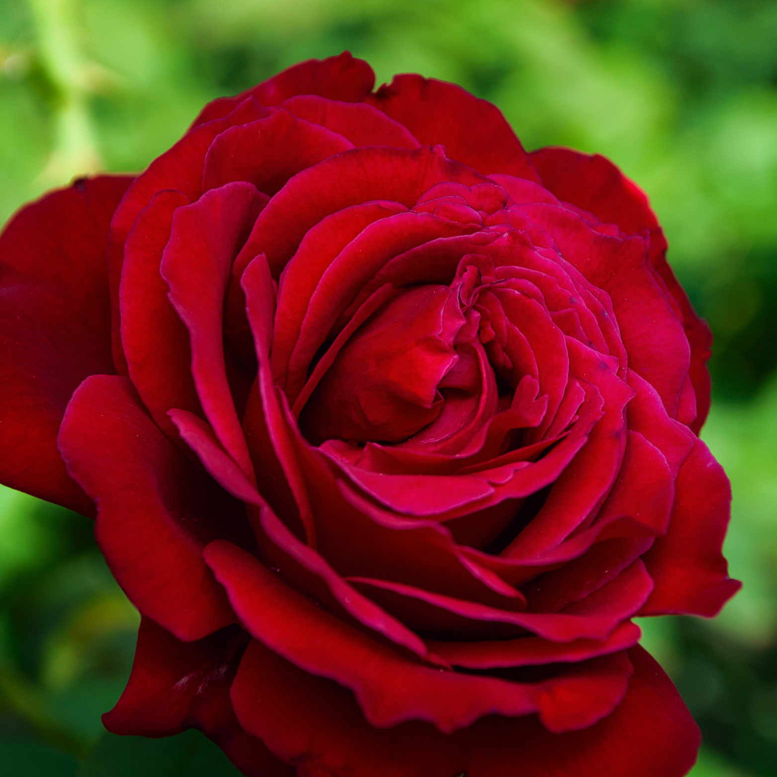 ROSA 'CYGNE NOIR' Róża wielkokwiatowa