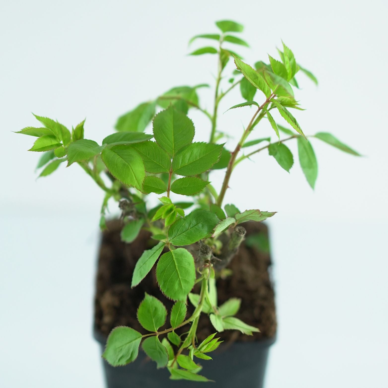 ROSA 'Criterion' Róża wielokwiatowa
