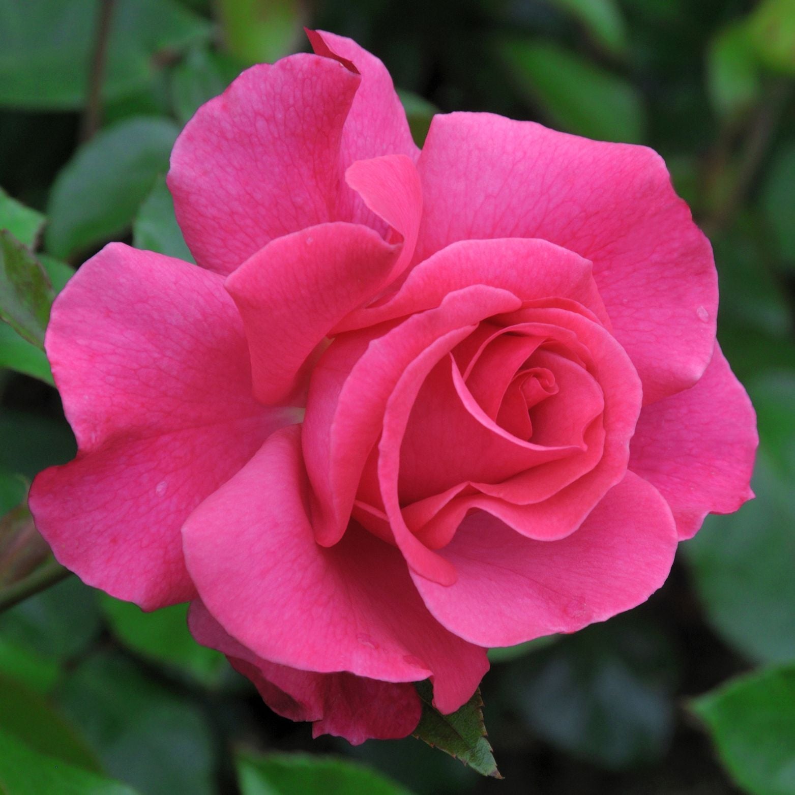 ROSA 'Criterion' Róża wielokwiatowa