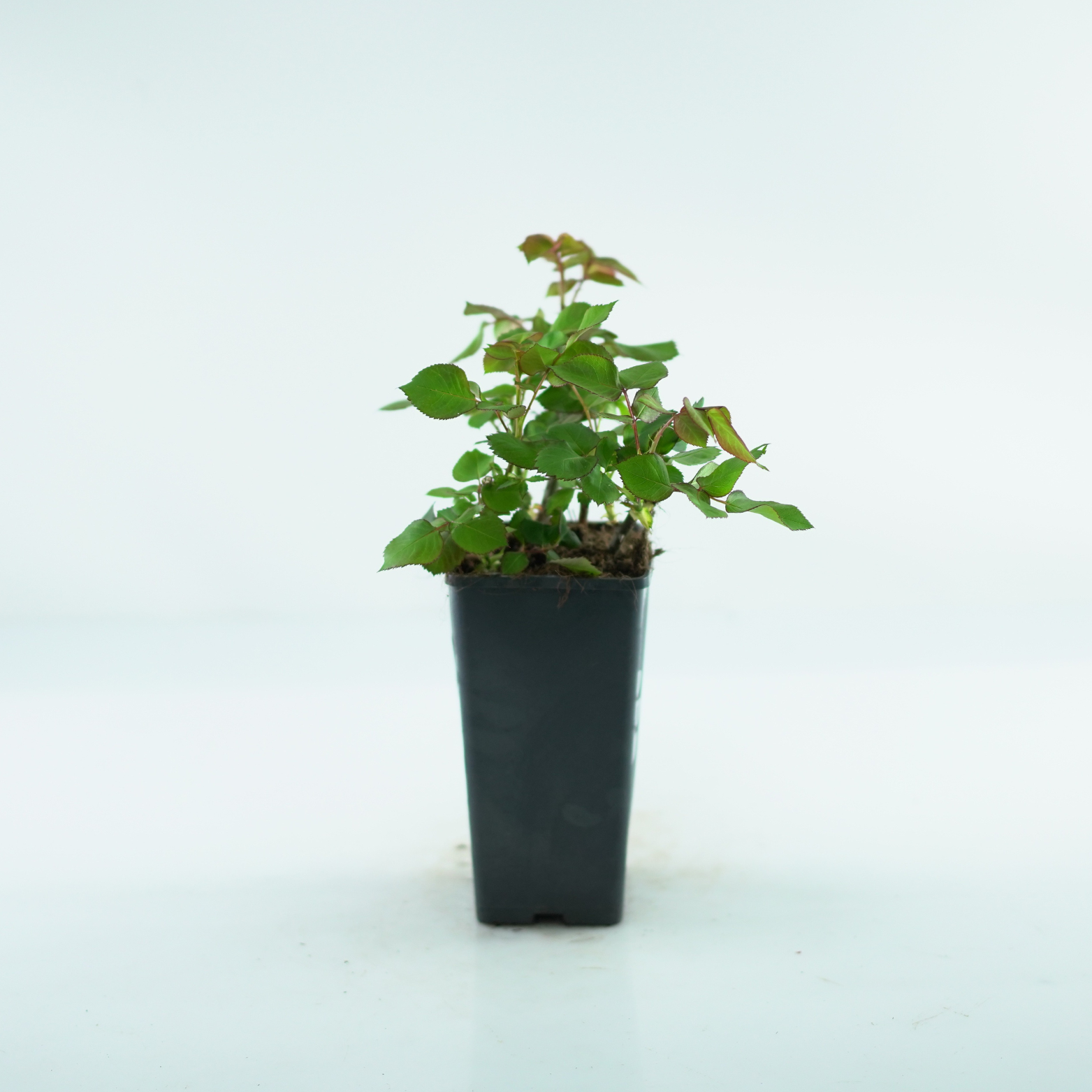 ROSA 'DORIS TYSTERMAN' Róża wielkokwiatowa