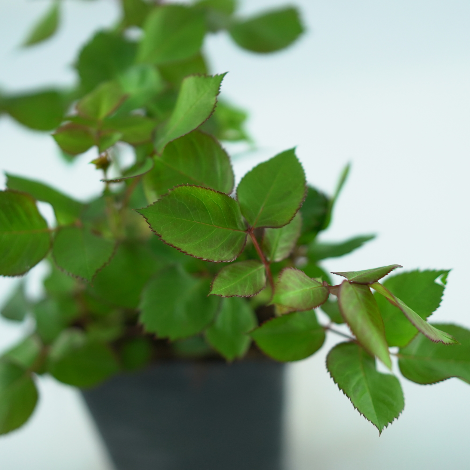 ROSA 'DORIS TYSTERMAN' Róża wielkokwiatowa