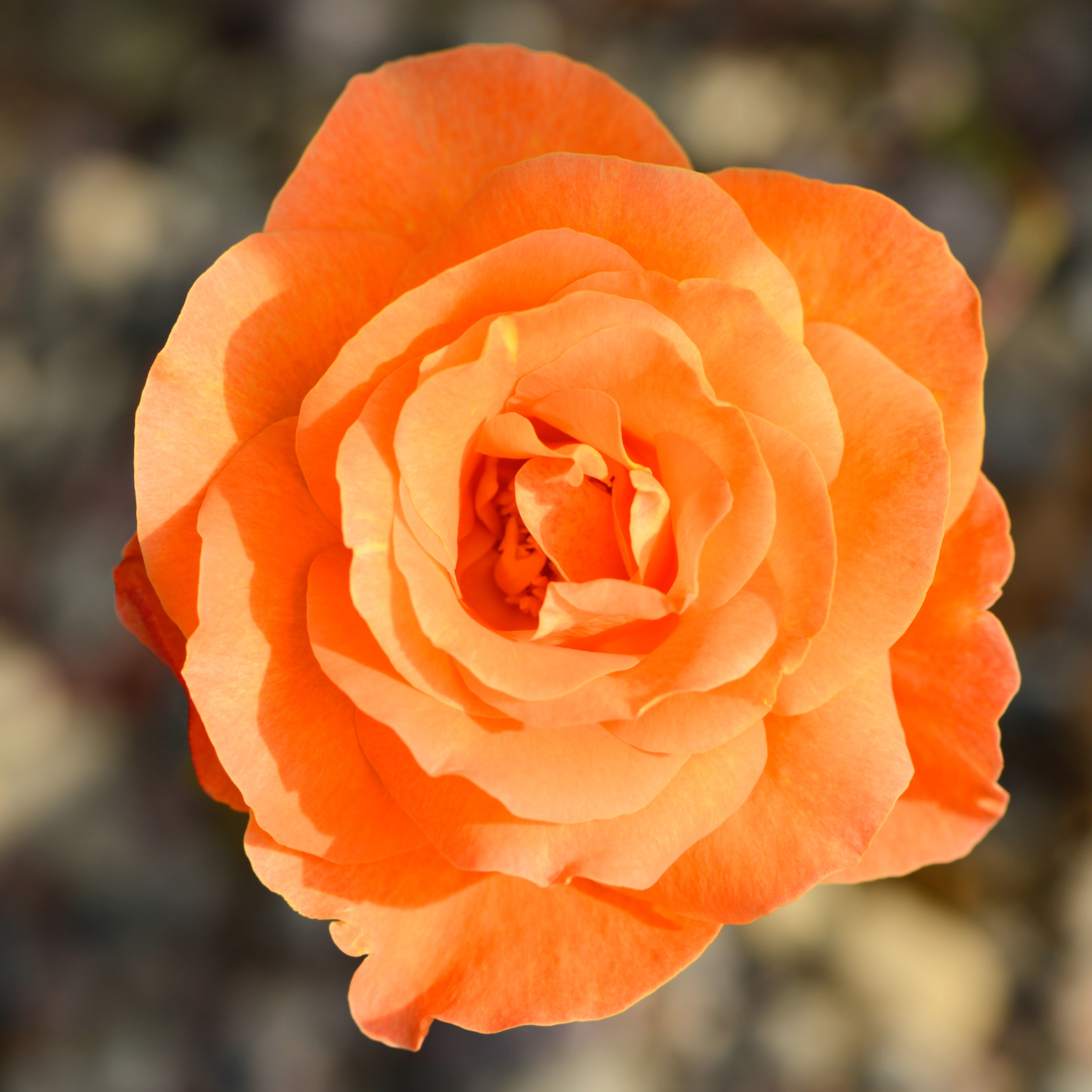 ROSA 'DORIS TYSTERMAN' Róża wielkokwiatowa