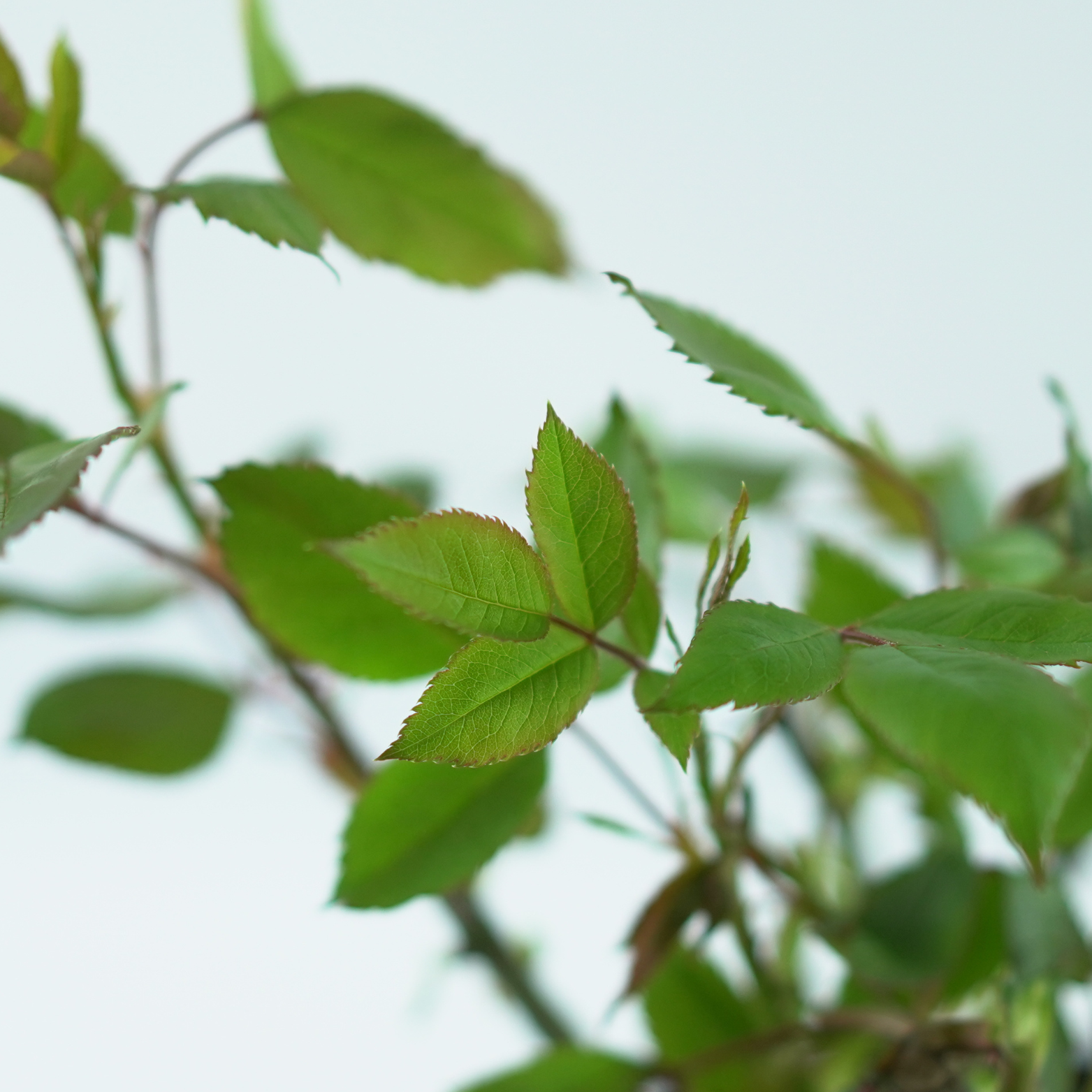 ROSA 'CASANOVA' Róża wielkokwiatowa