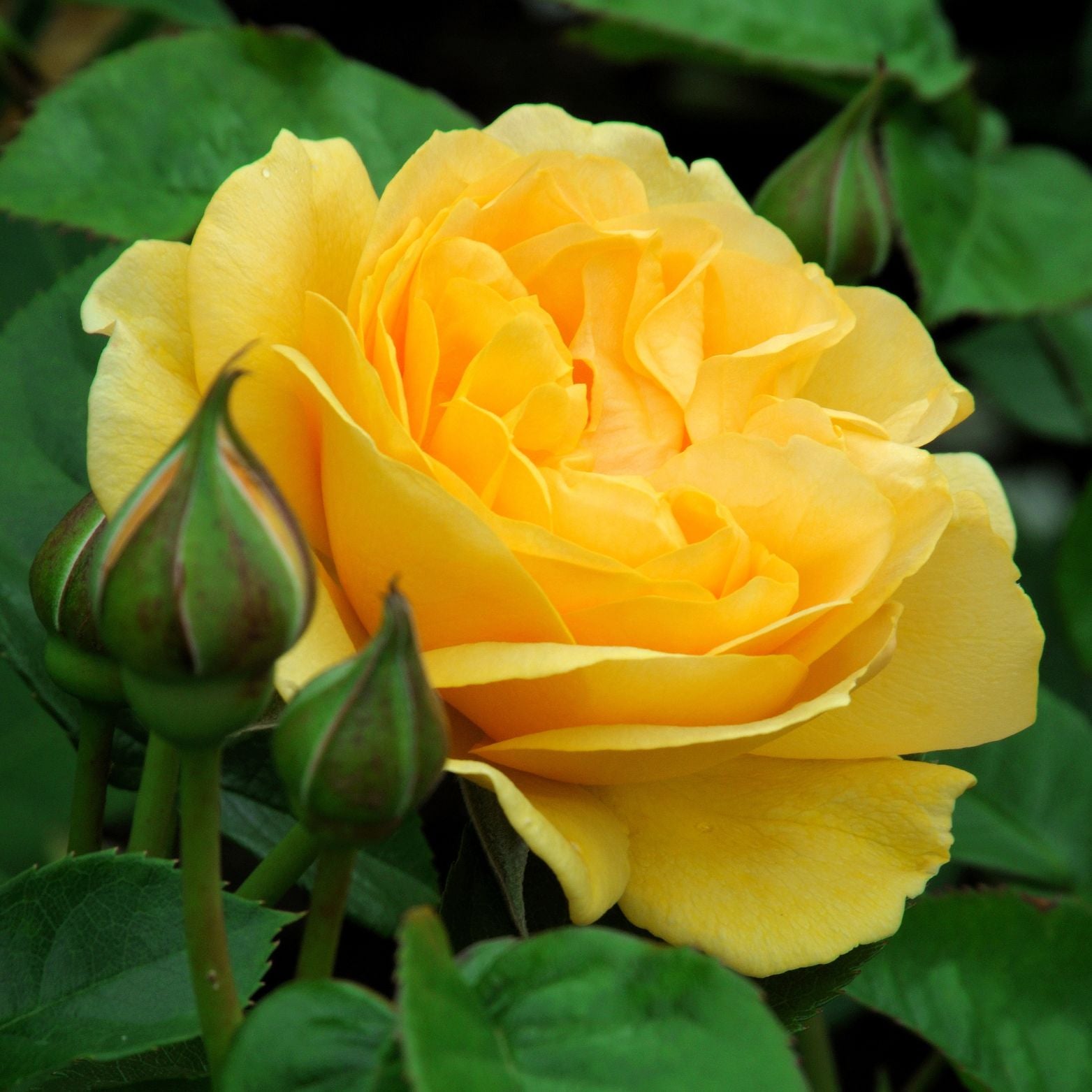 ROSA 'Golden Showers' Róża pnąca