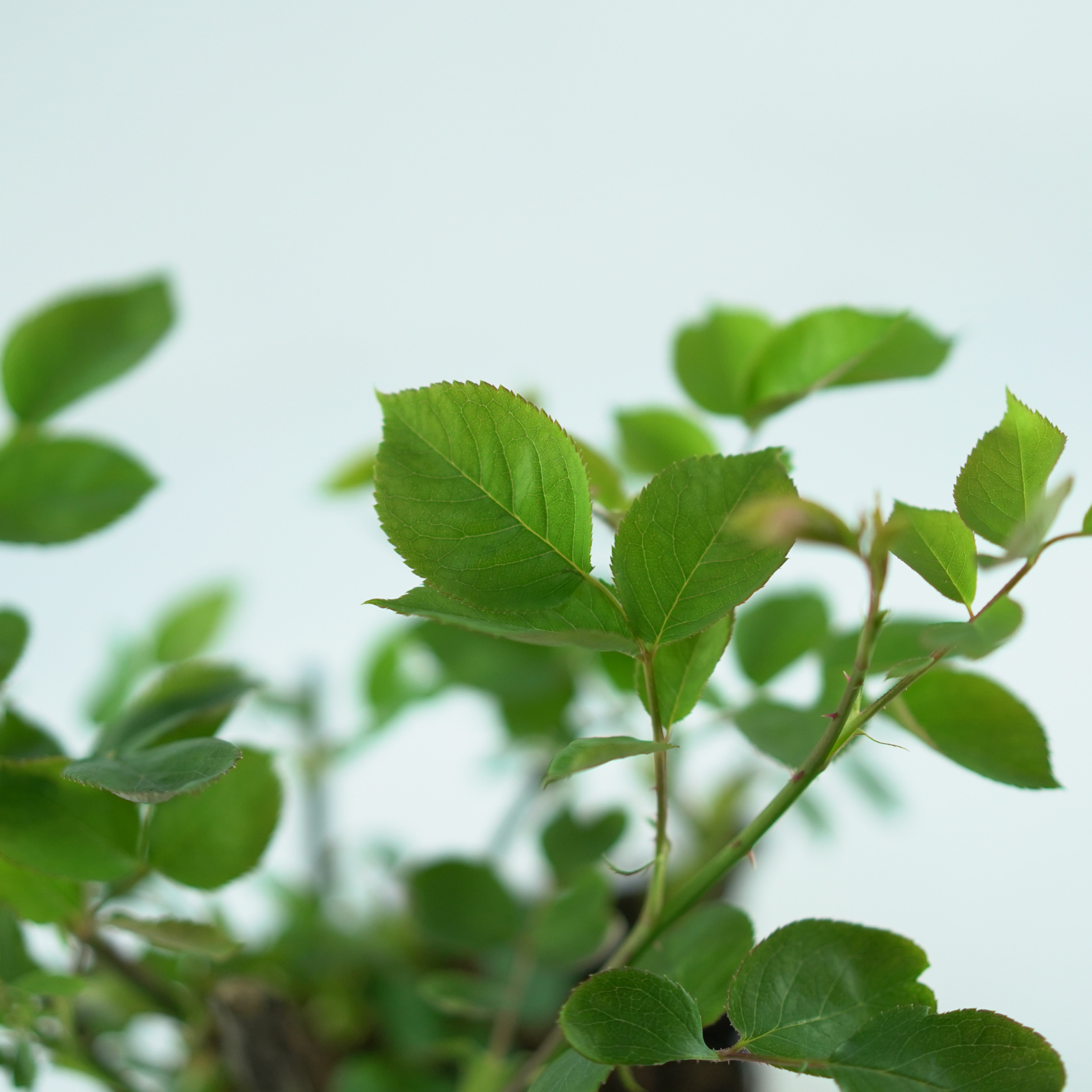 ROSA 'INDIGOLETTE' Róża pnąca