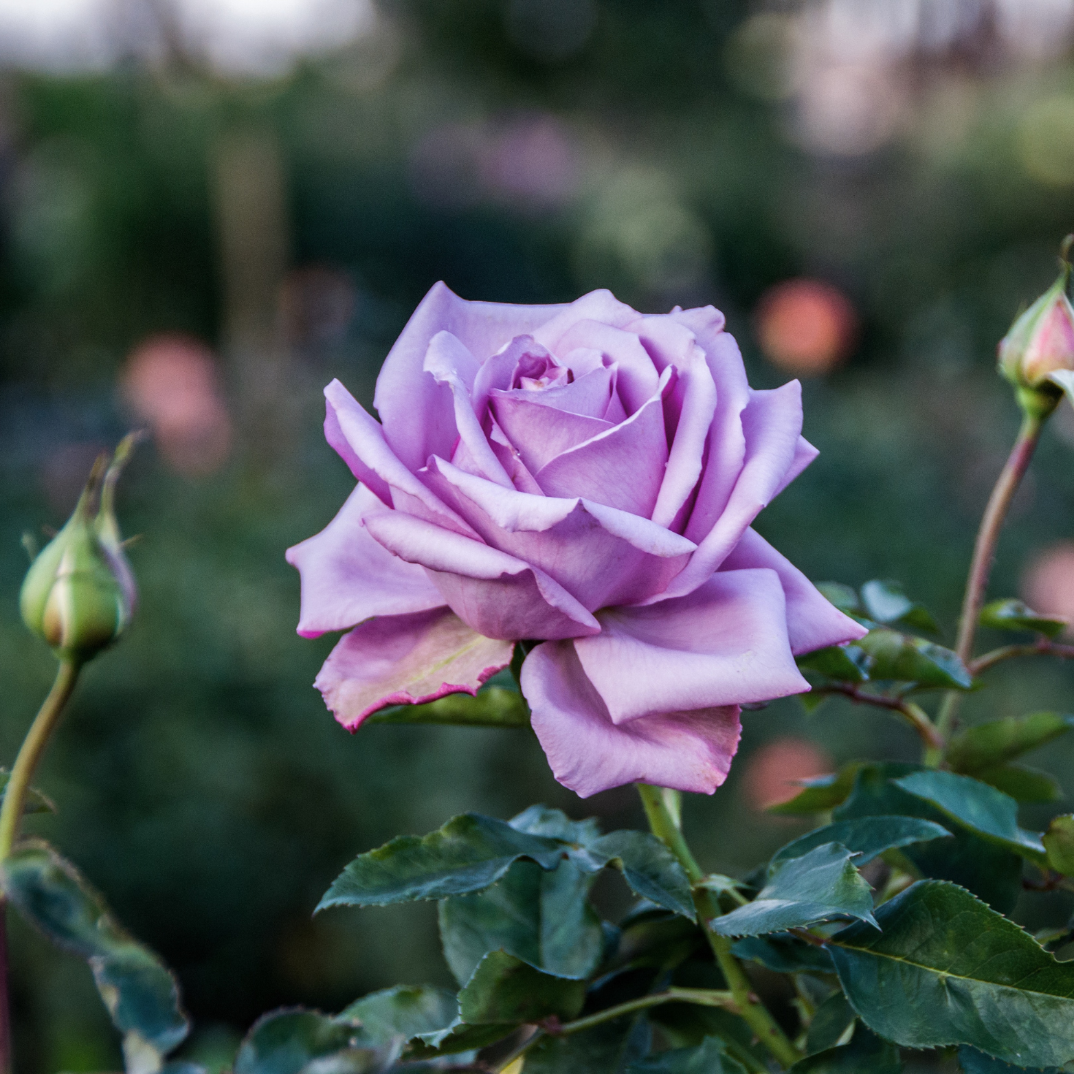 ROSA 'INDIGOLETTE' Róża pnąca