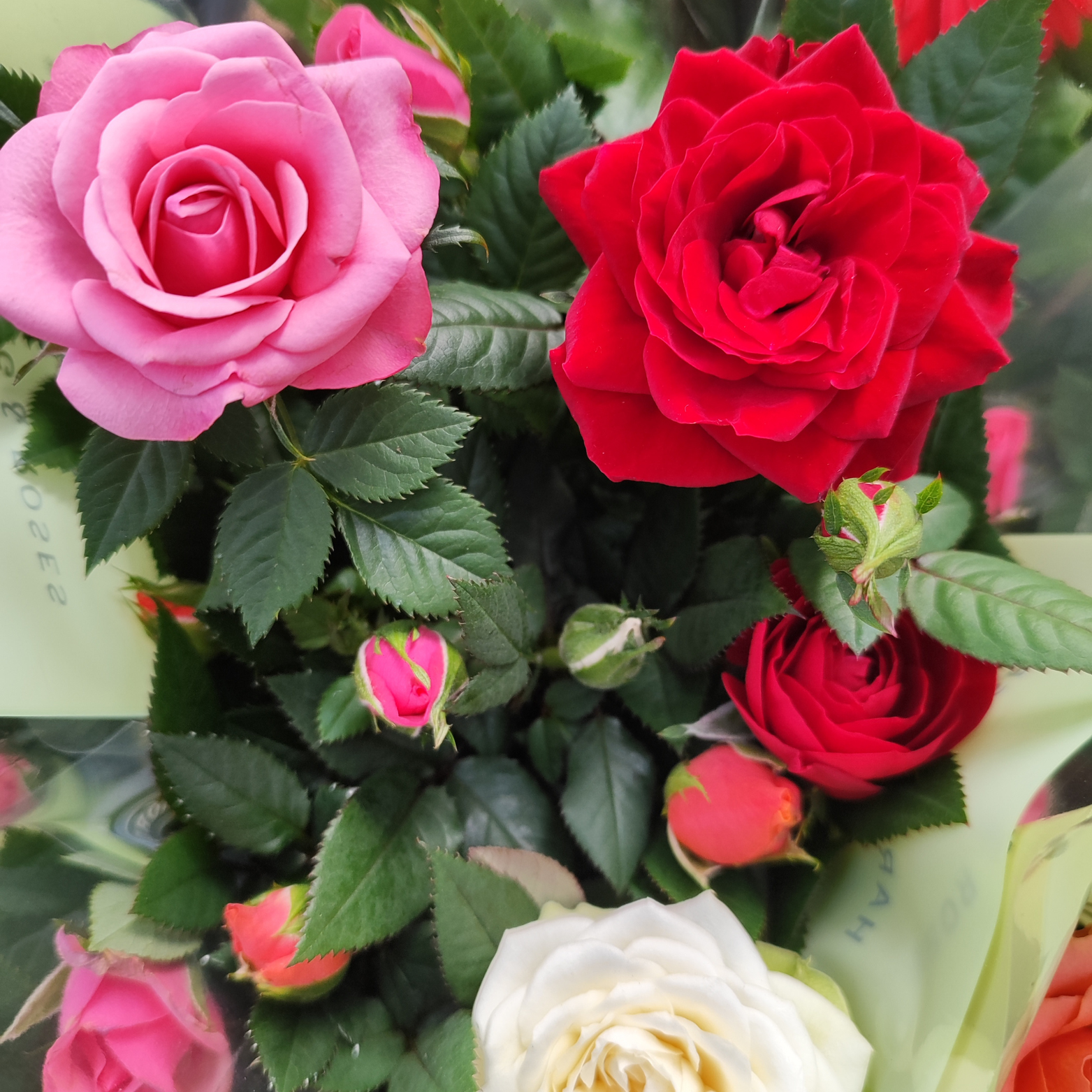 ROSA KORDANA Róża miniaturowa