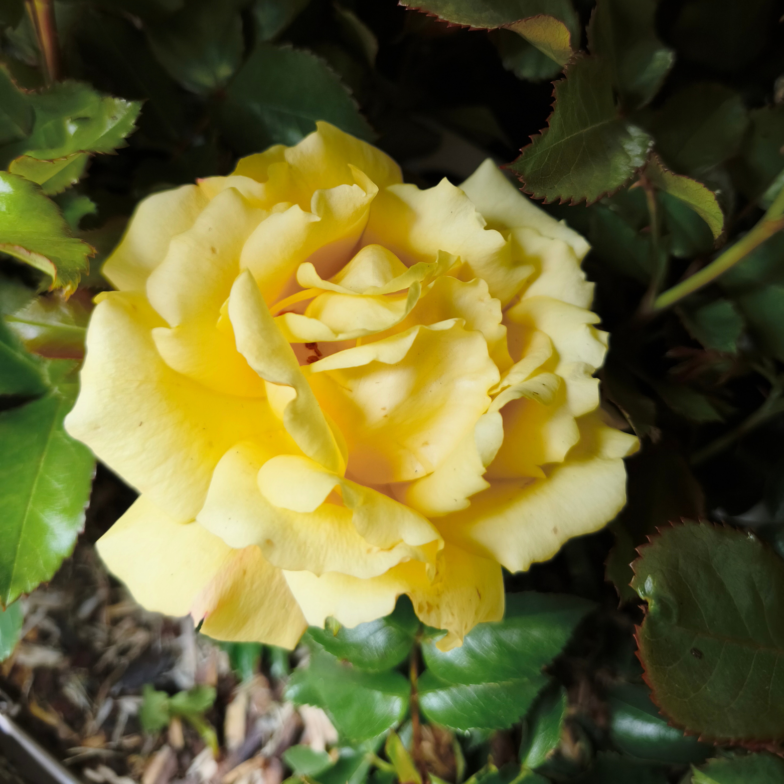 ROSA 'LAMPION' Róża rabatowa