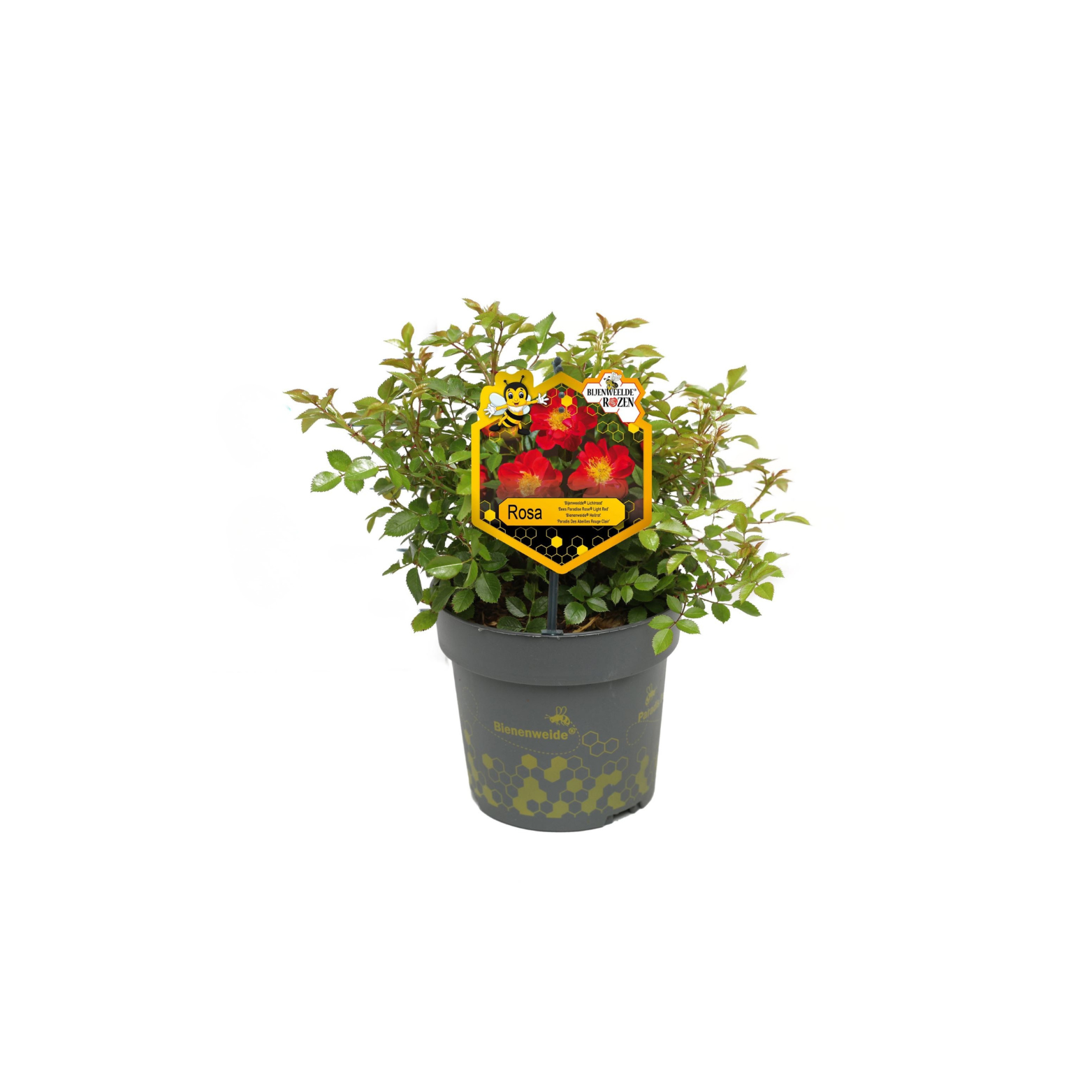 ROSA 'LIGHT RED' BIJENWEELDE