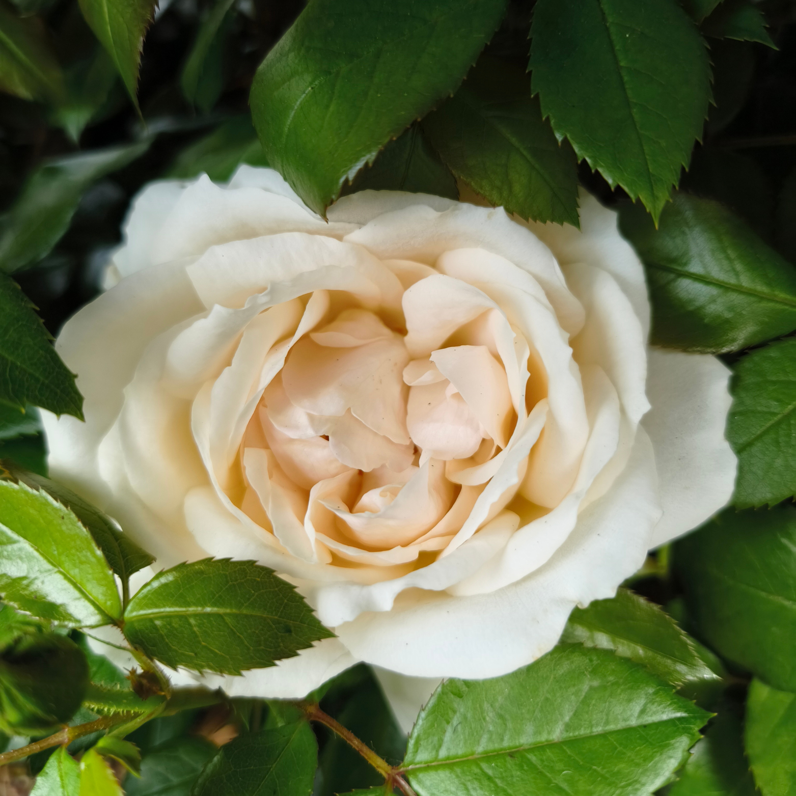 ROSA 'LIONS ROSE' Róża