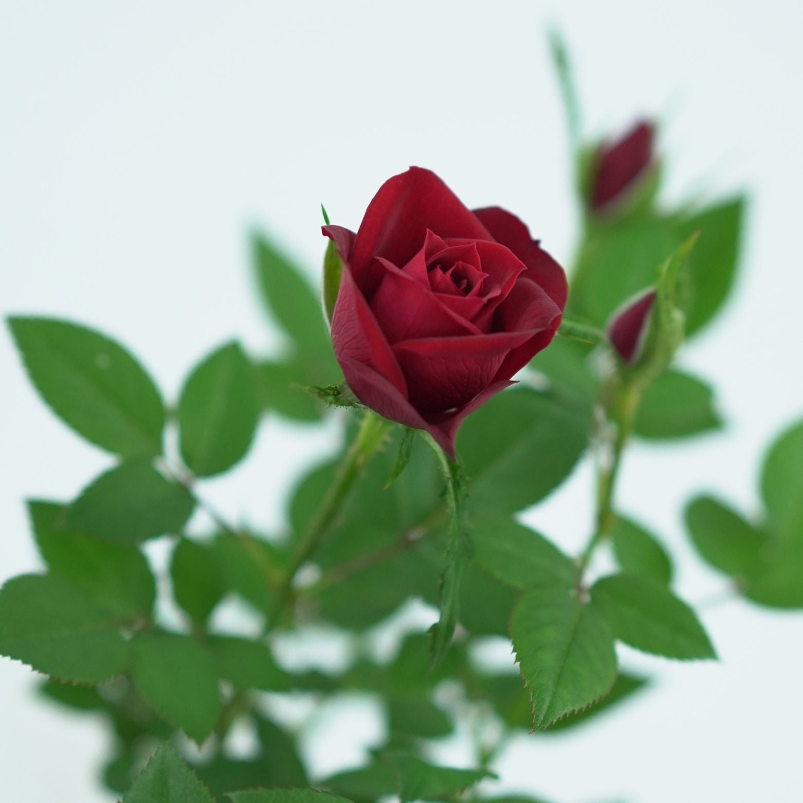 ROSA 'LOTZ OF' Róża doniczkowa 