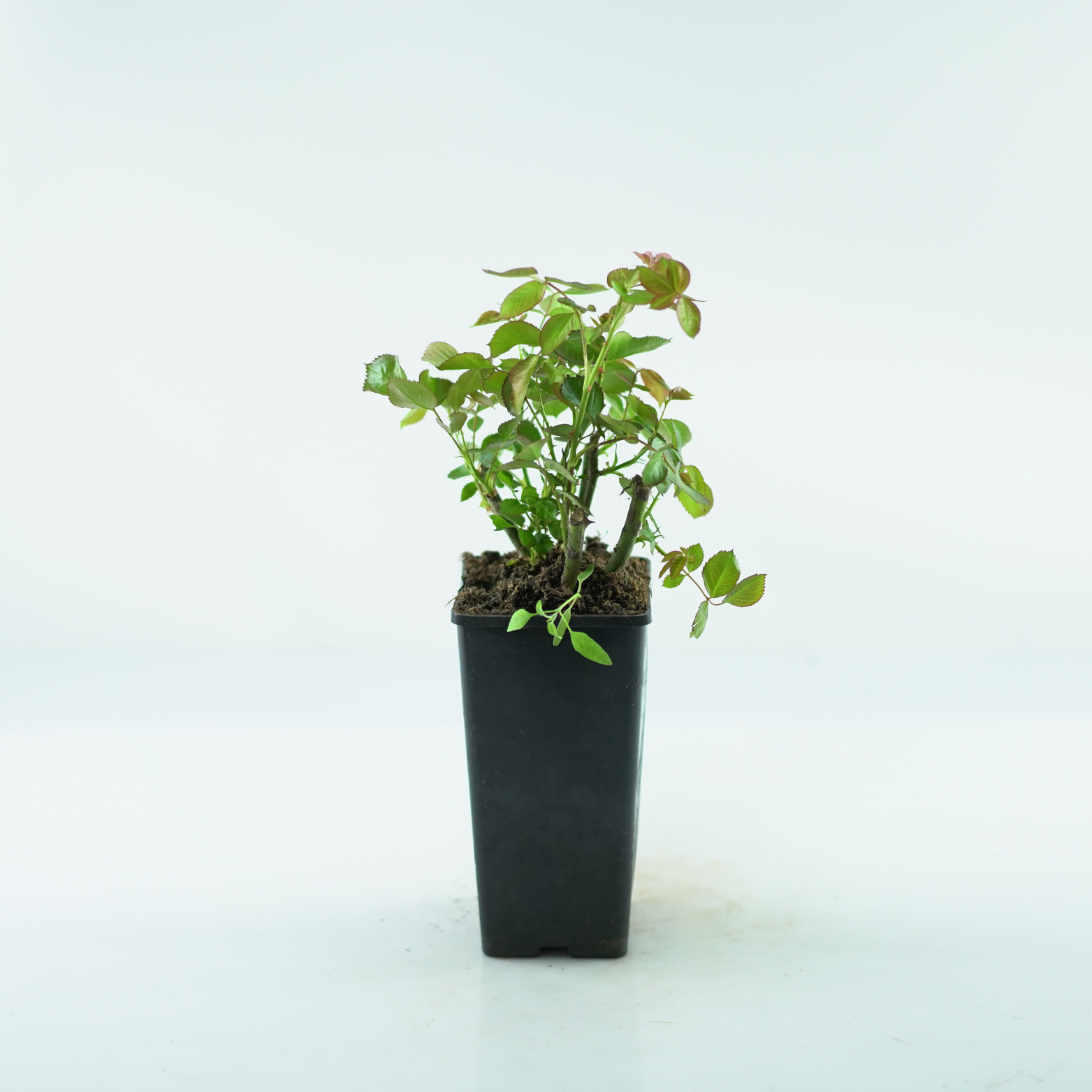 ROSA ‘MUSHIMARA’ Róża pnąca