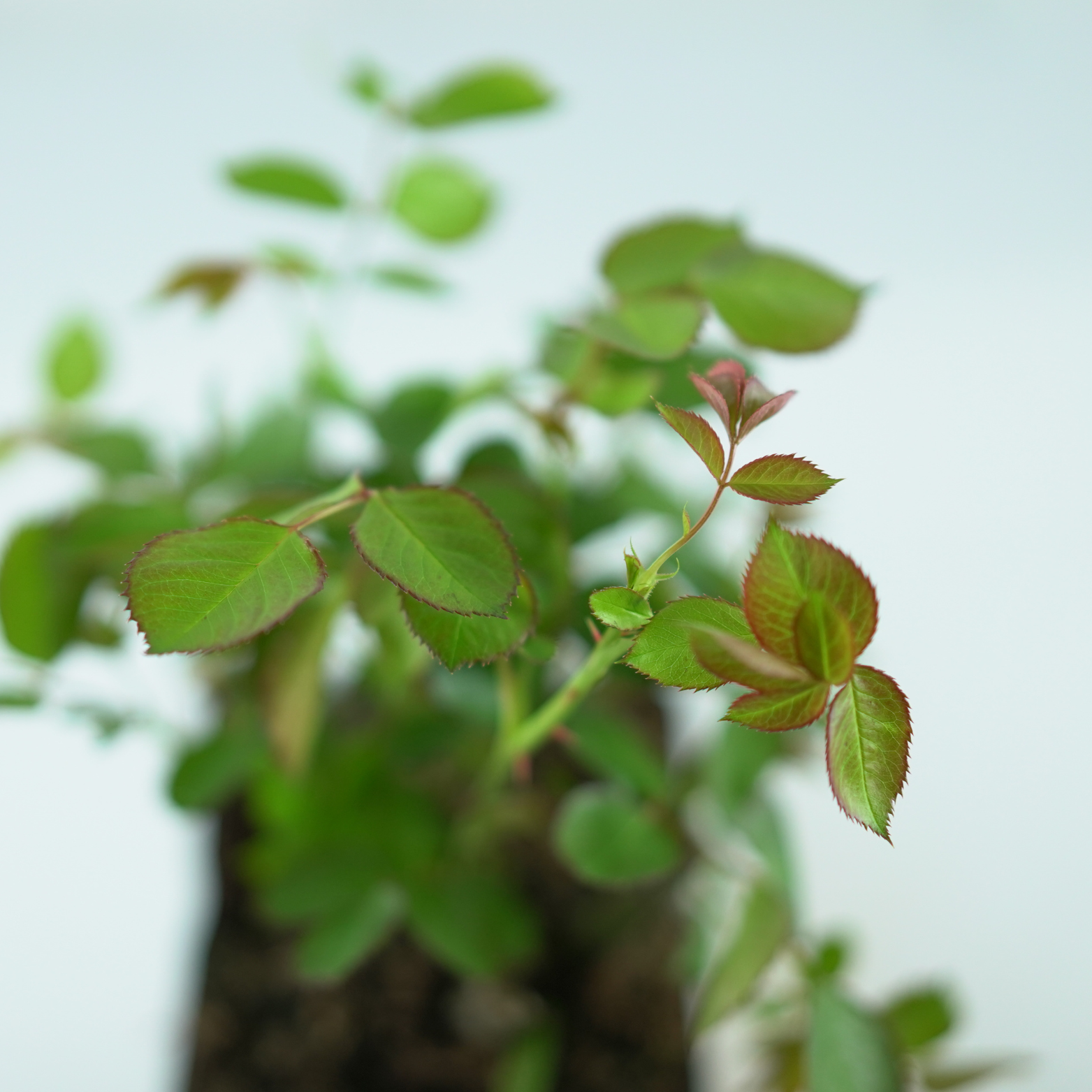 ROSA ‘MUSHIMARA’ Róża pnąca
